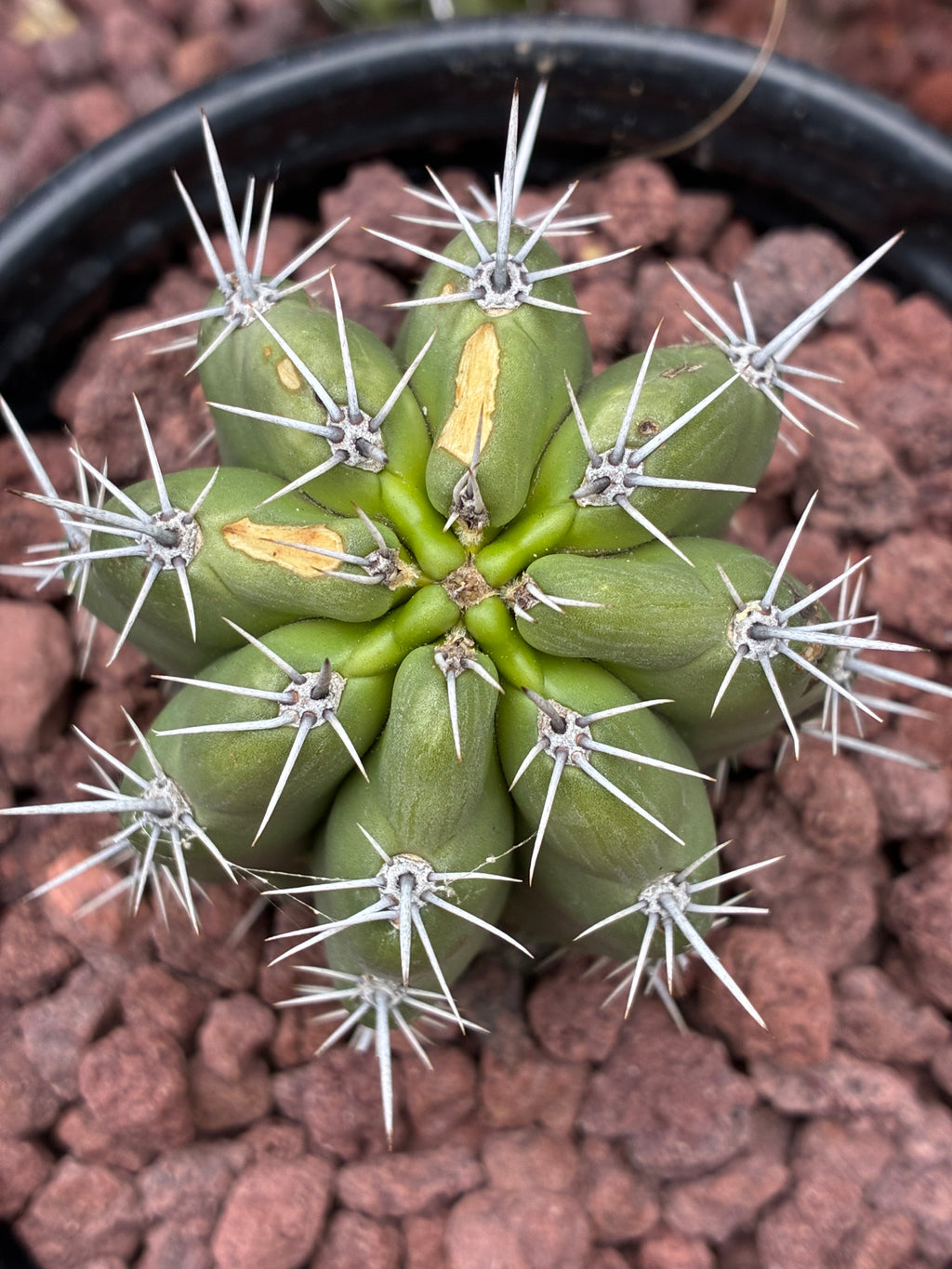 Stenocereus Stellatus (Pink)