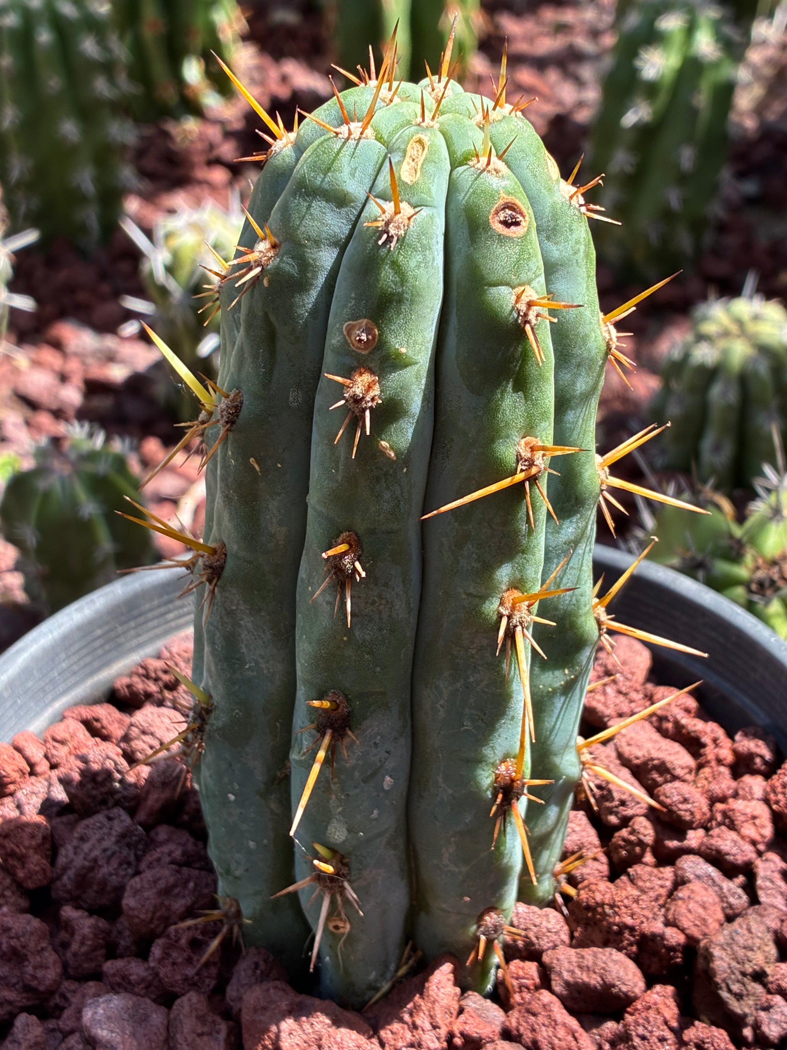 Trichocereus Peruvianus