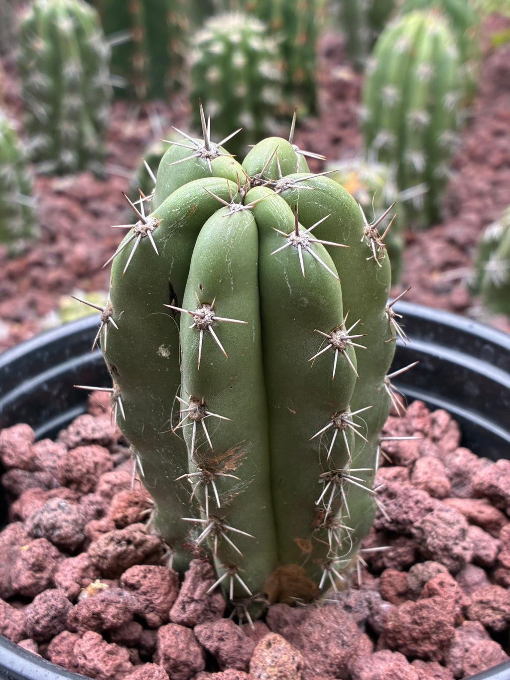 Stenocereus Stellatus (Pink)
