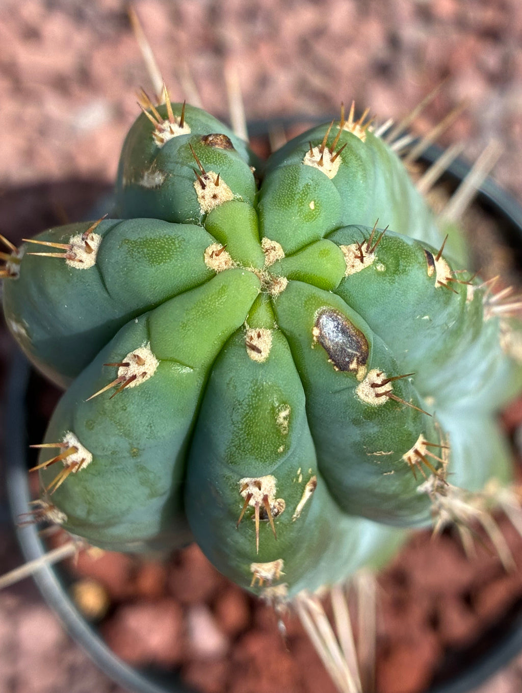Trichocereus Peruvianus