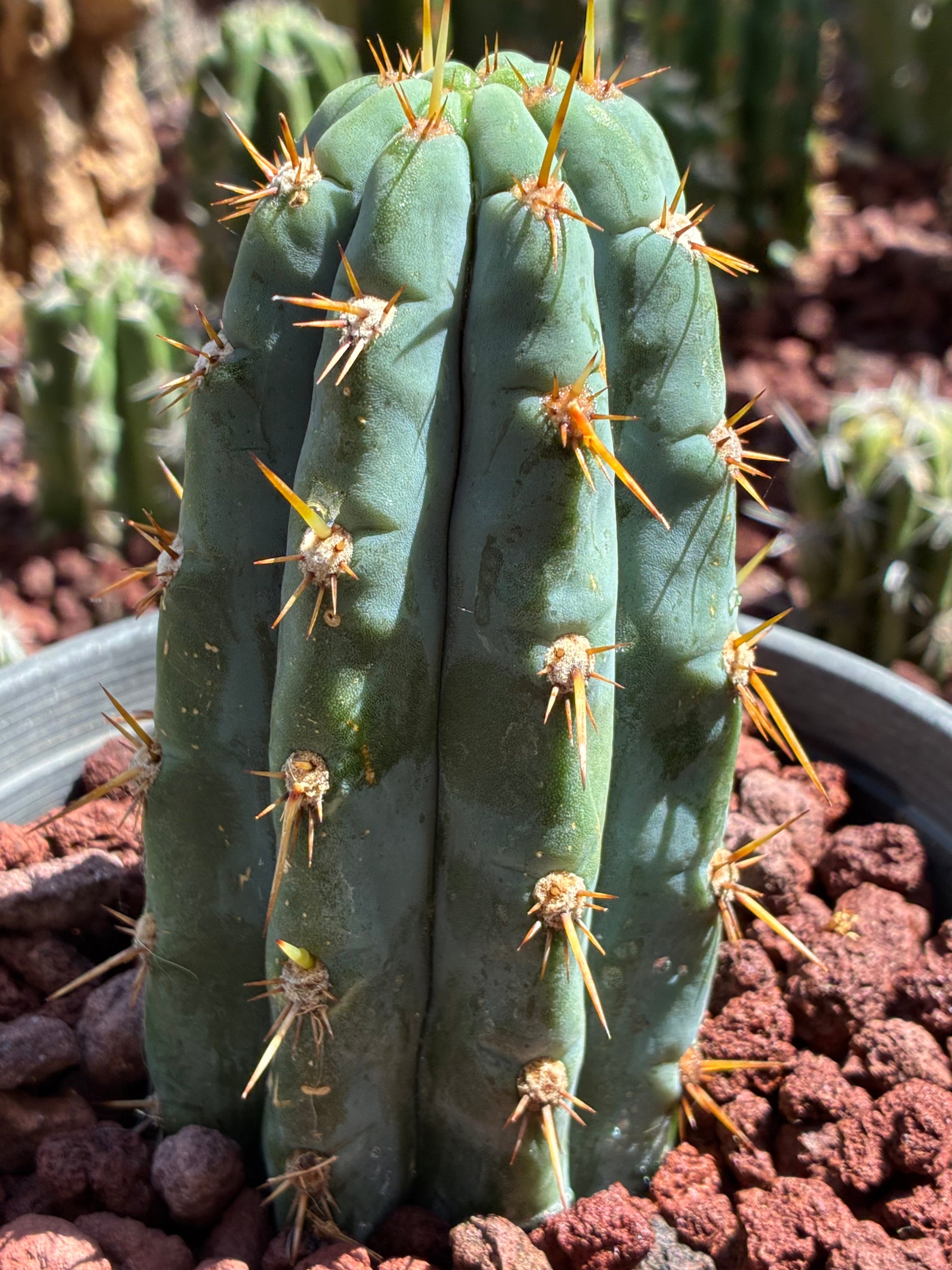 Trichocereus Peruvianus