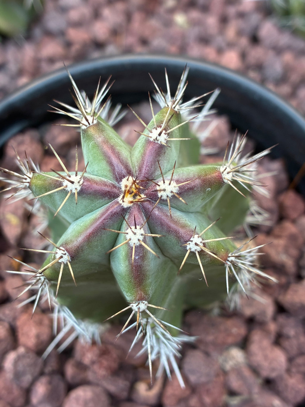 Stenocereus Griseus