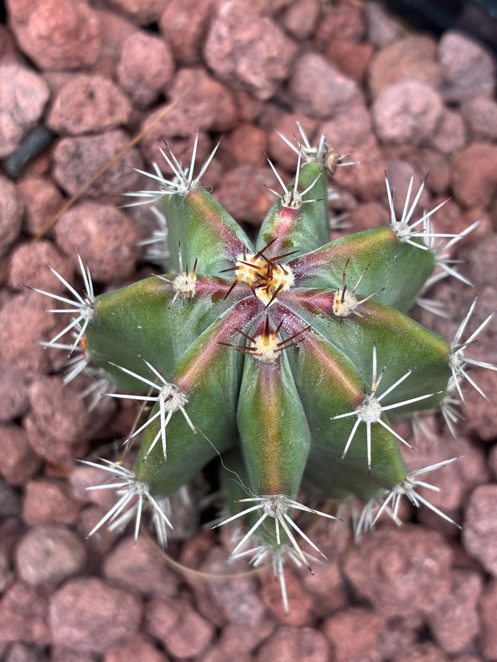Stenocereus Griseus