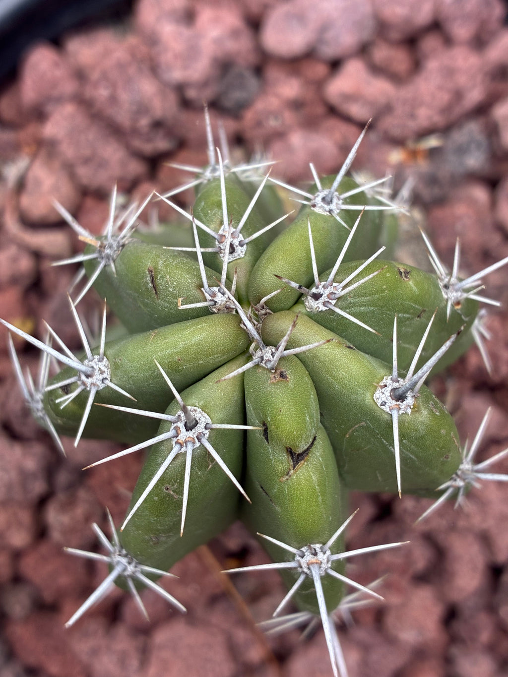 Stenocereus Stellatus (Pink)