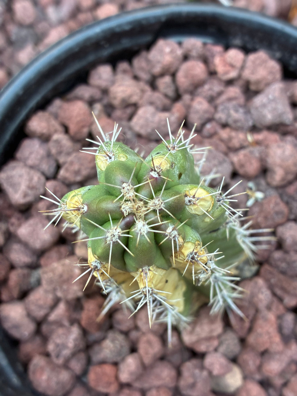Stenocereus Stellatus