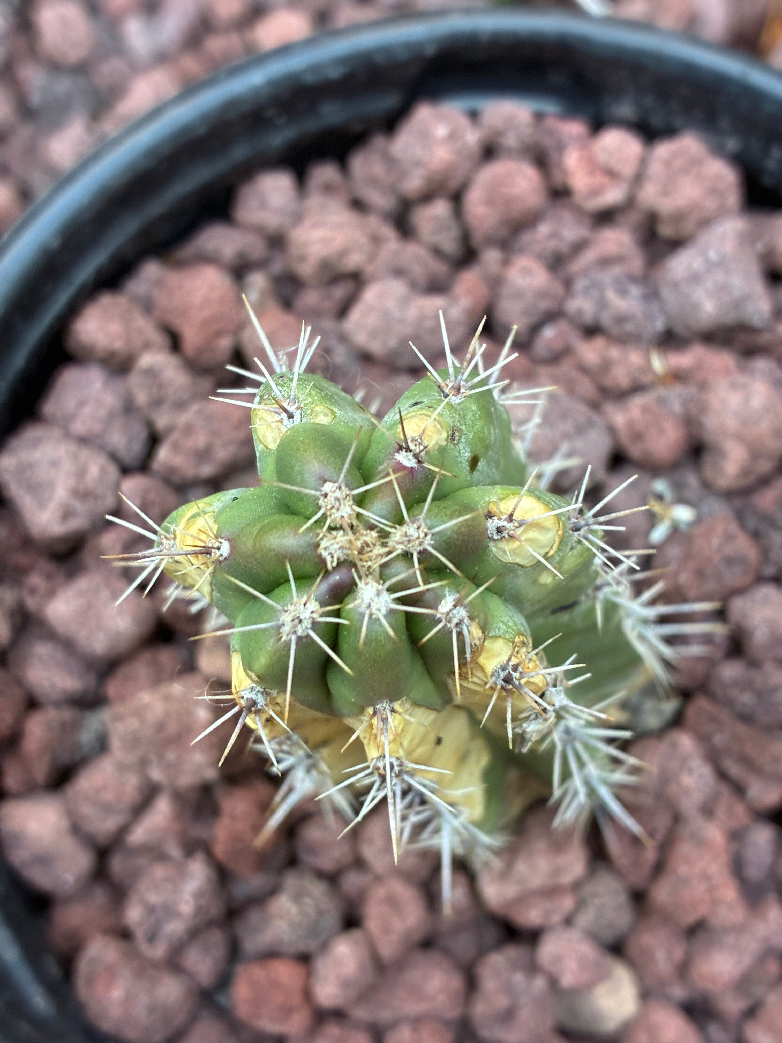 Stenocereus Stellatus