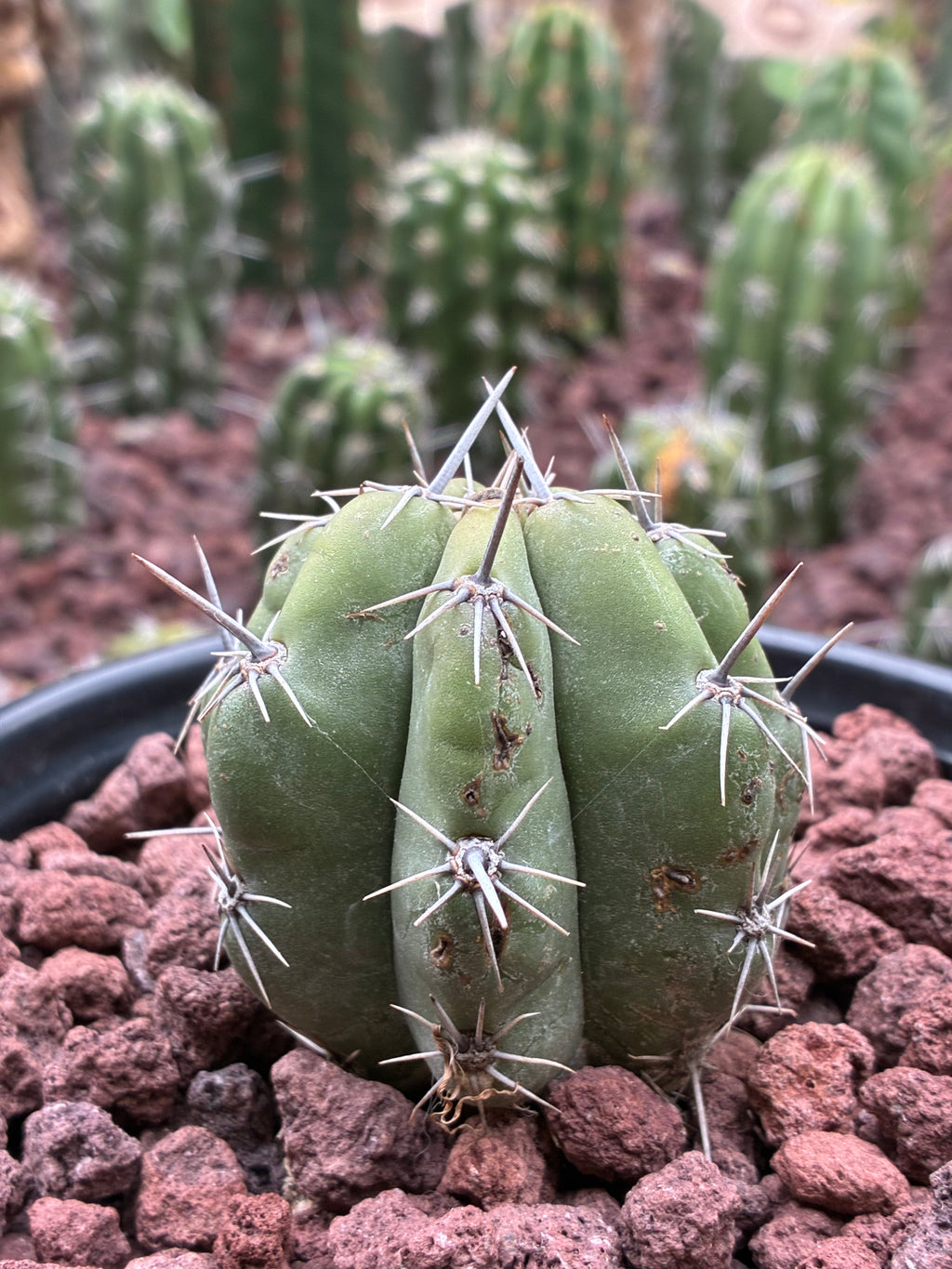 Stenocereus Stellatus (Pink)