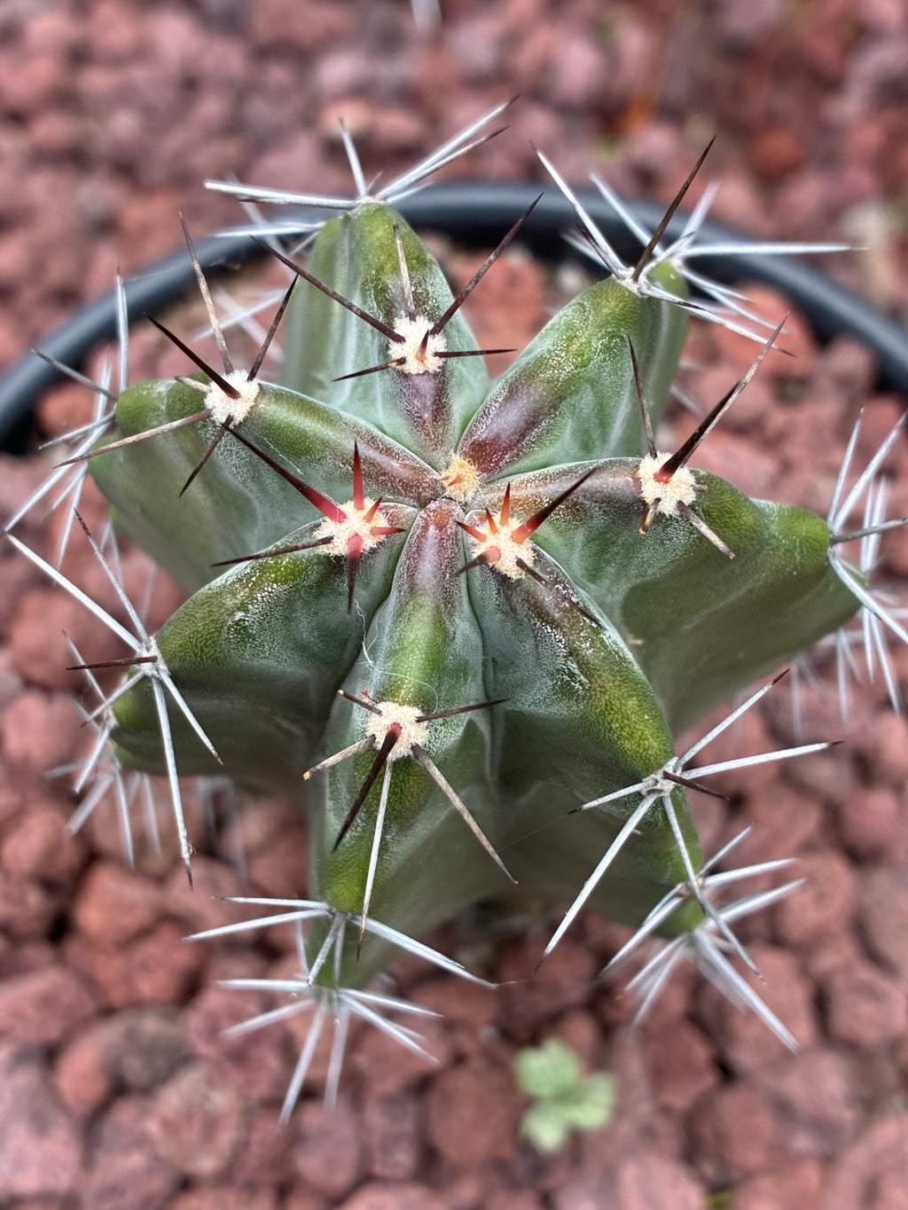 Stenocereus Griseus