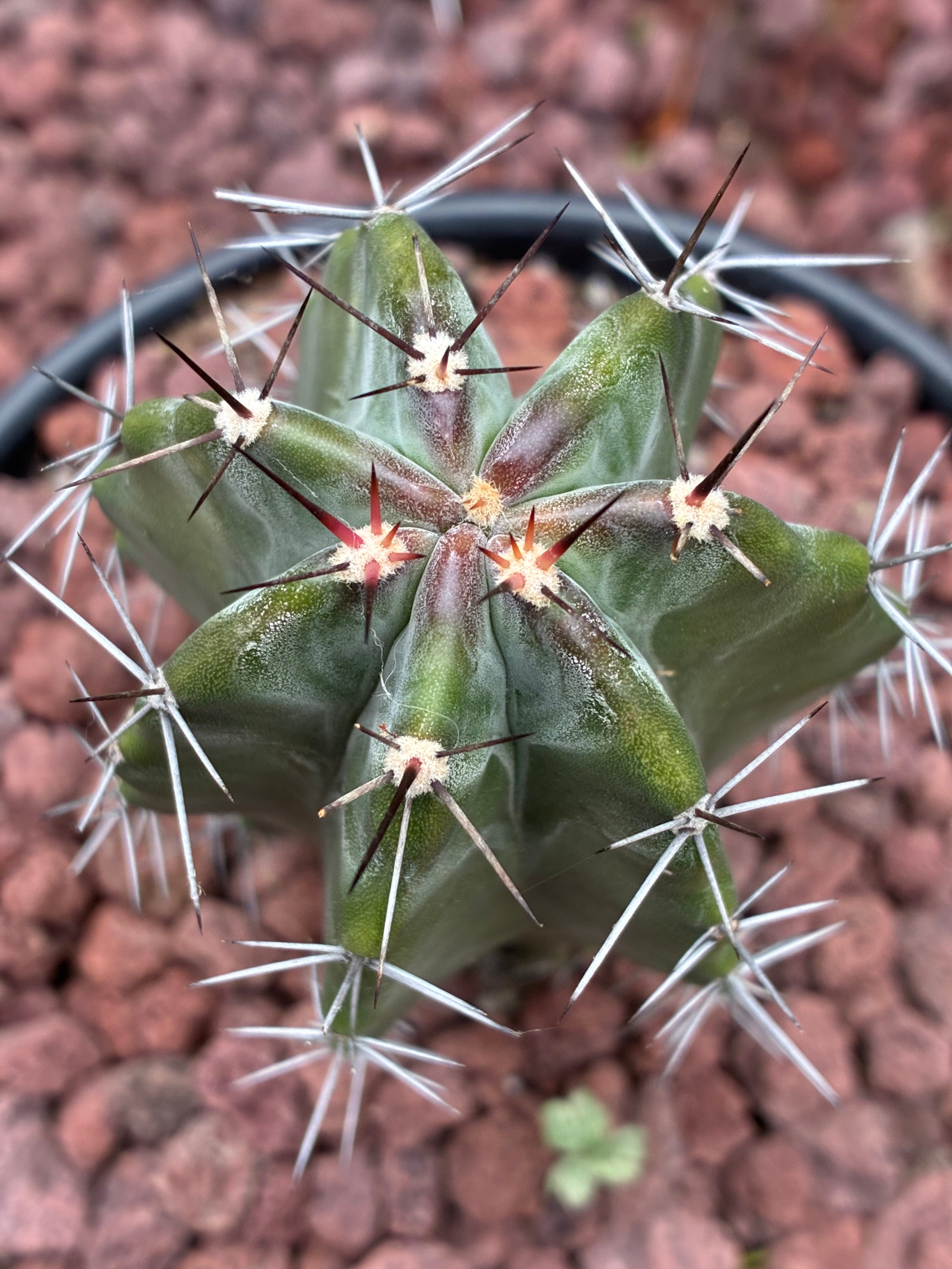 Stenocereus Griseus