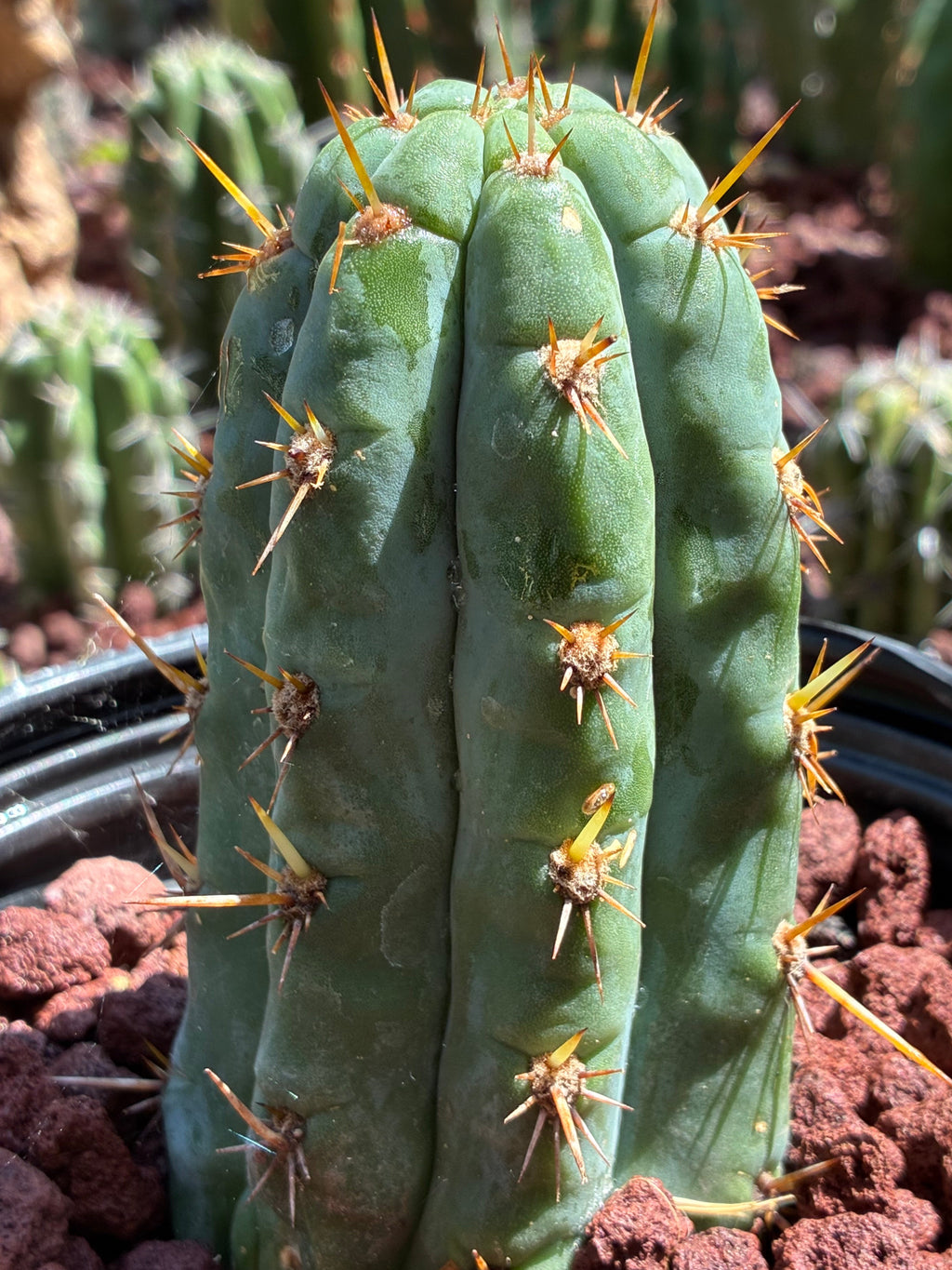 Trichocereus Peruvianus