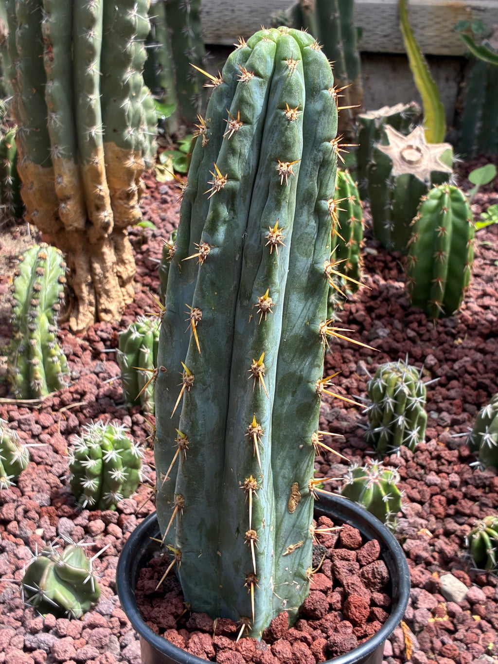 Trichocereus Peruvianus