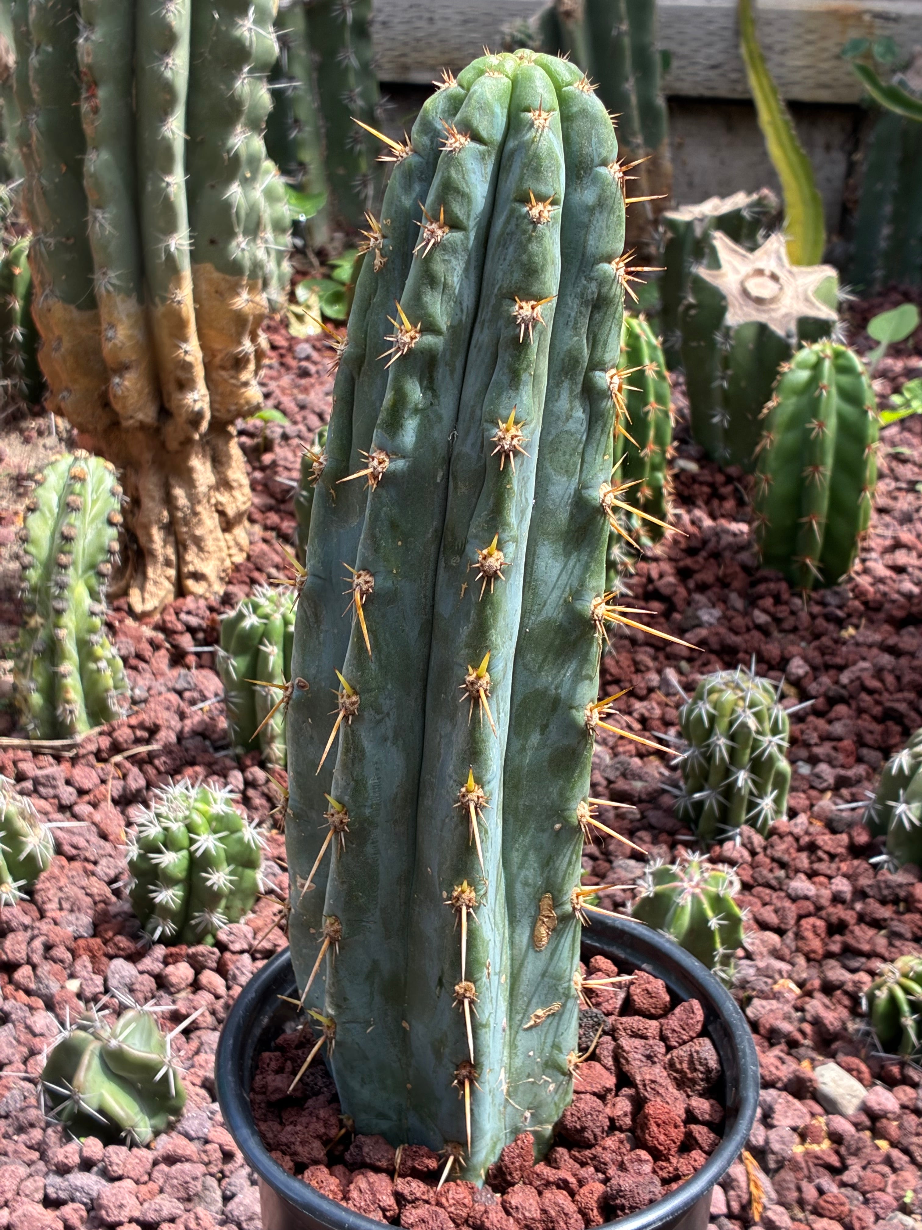 Trichocereus Peruvianus