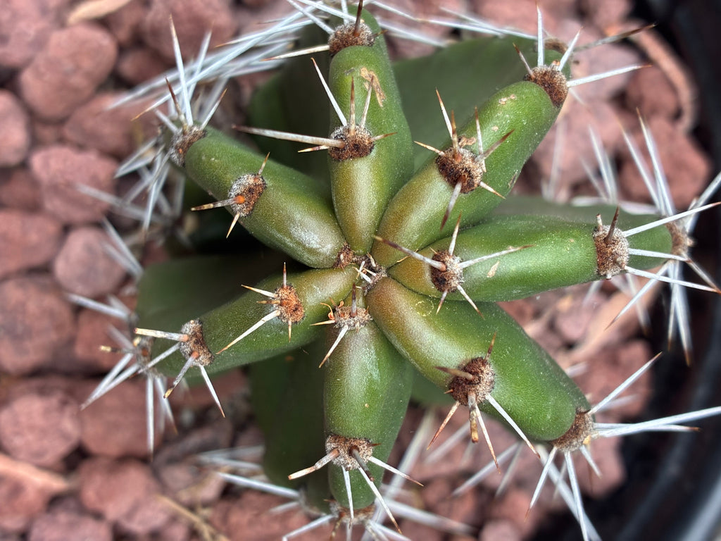 Stenocereus Queretaroensis