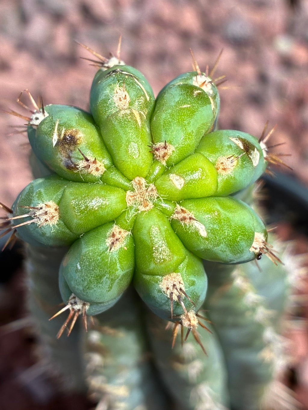 Trichocereus Peruvianus