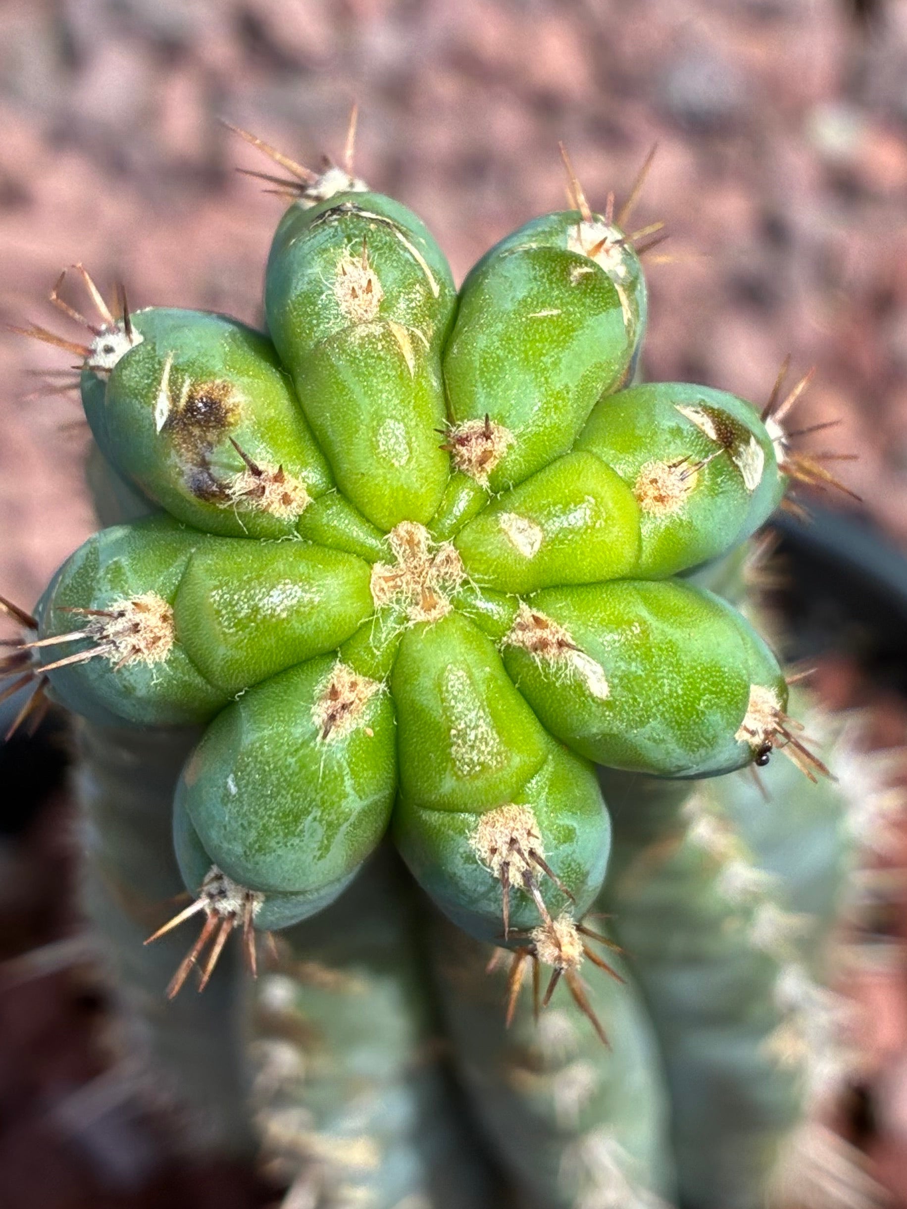 Trichocereus Peruvianus