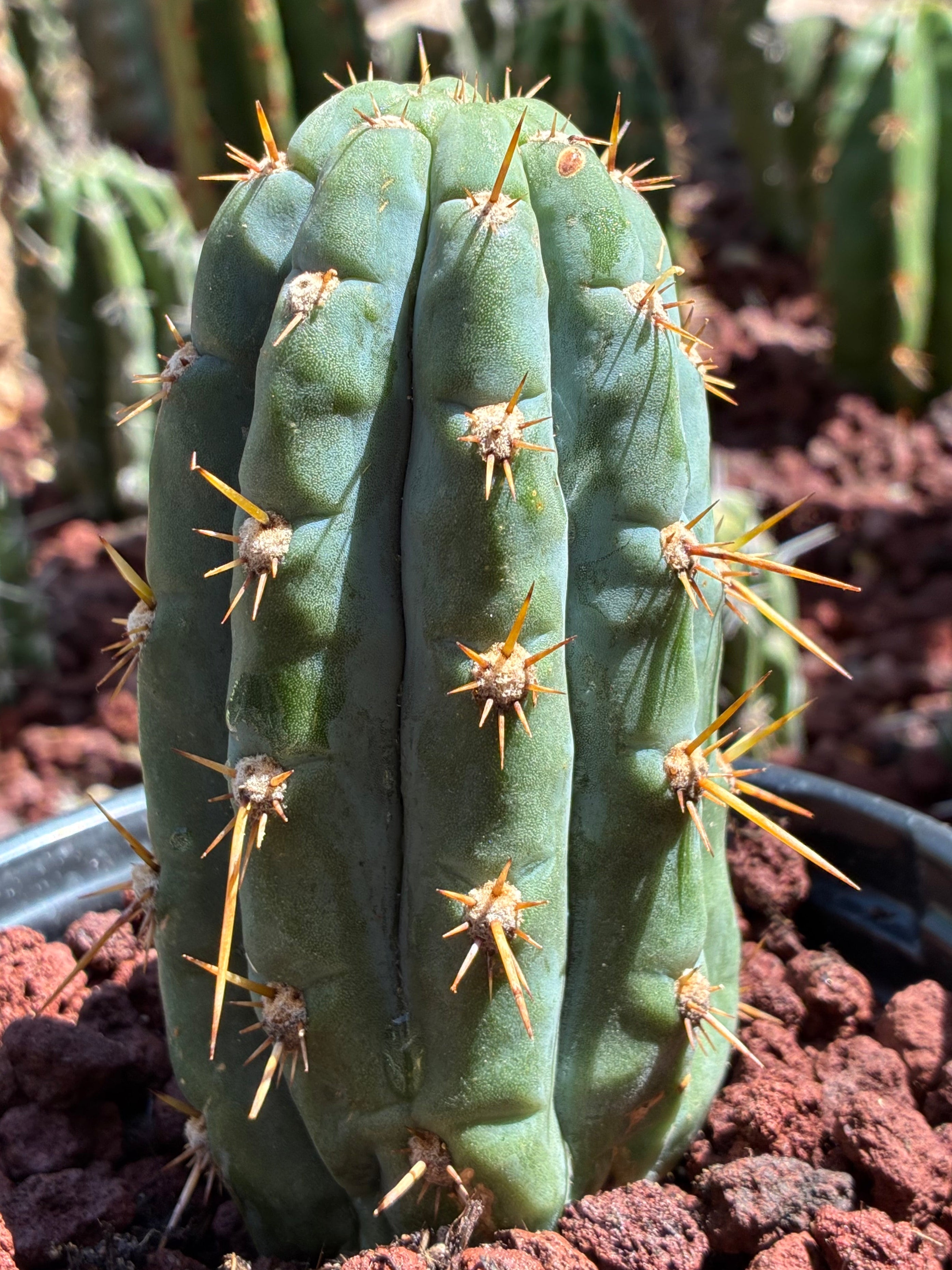 Trichocereus Peruvianus