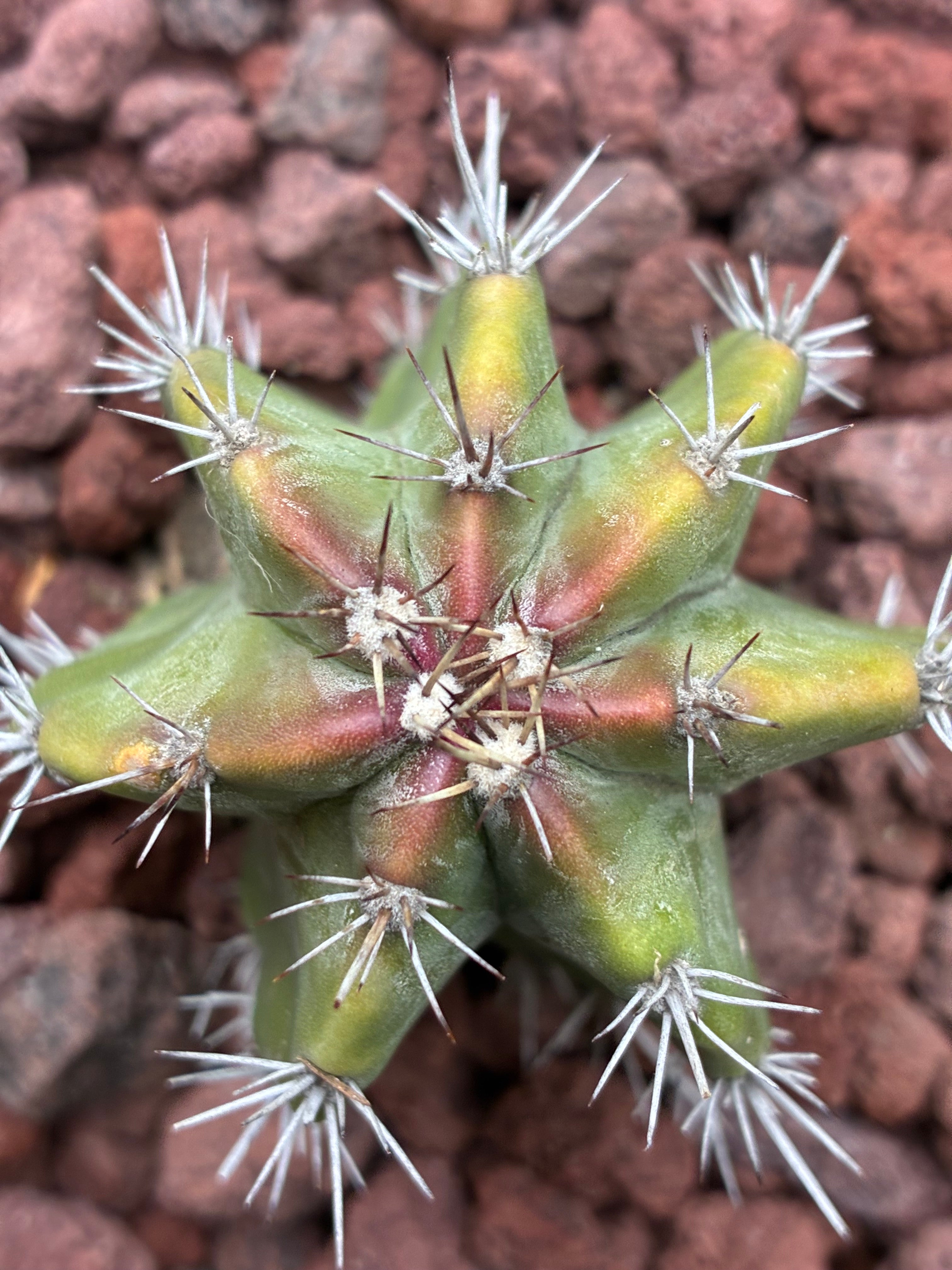 Stenocereus Griseus