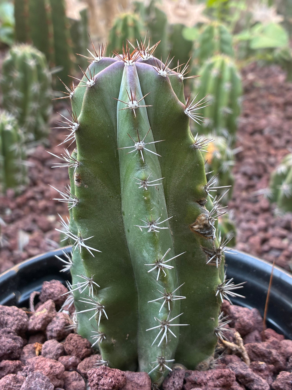 Stenocereus Griseus