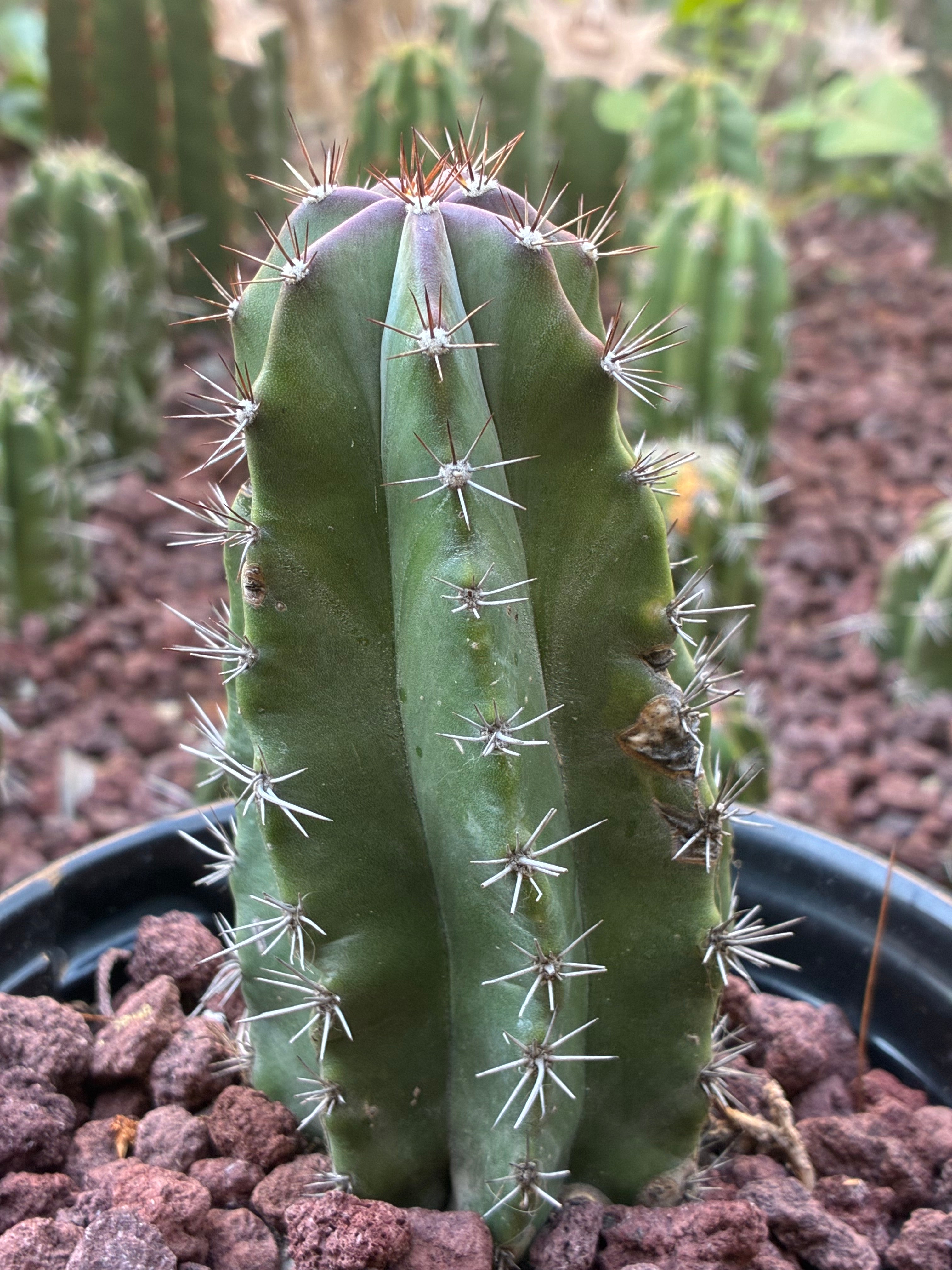 Stenocereus Griseus
