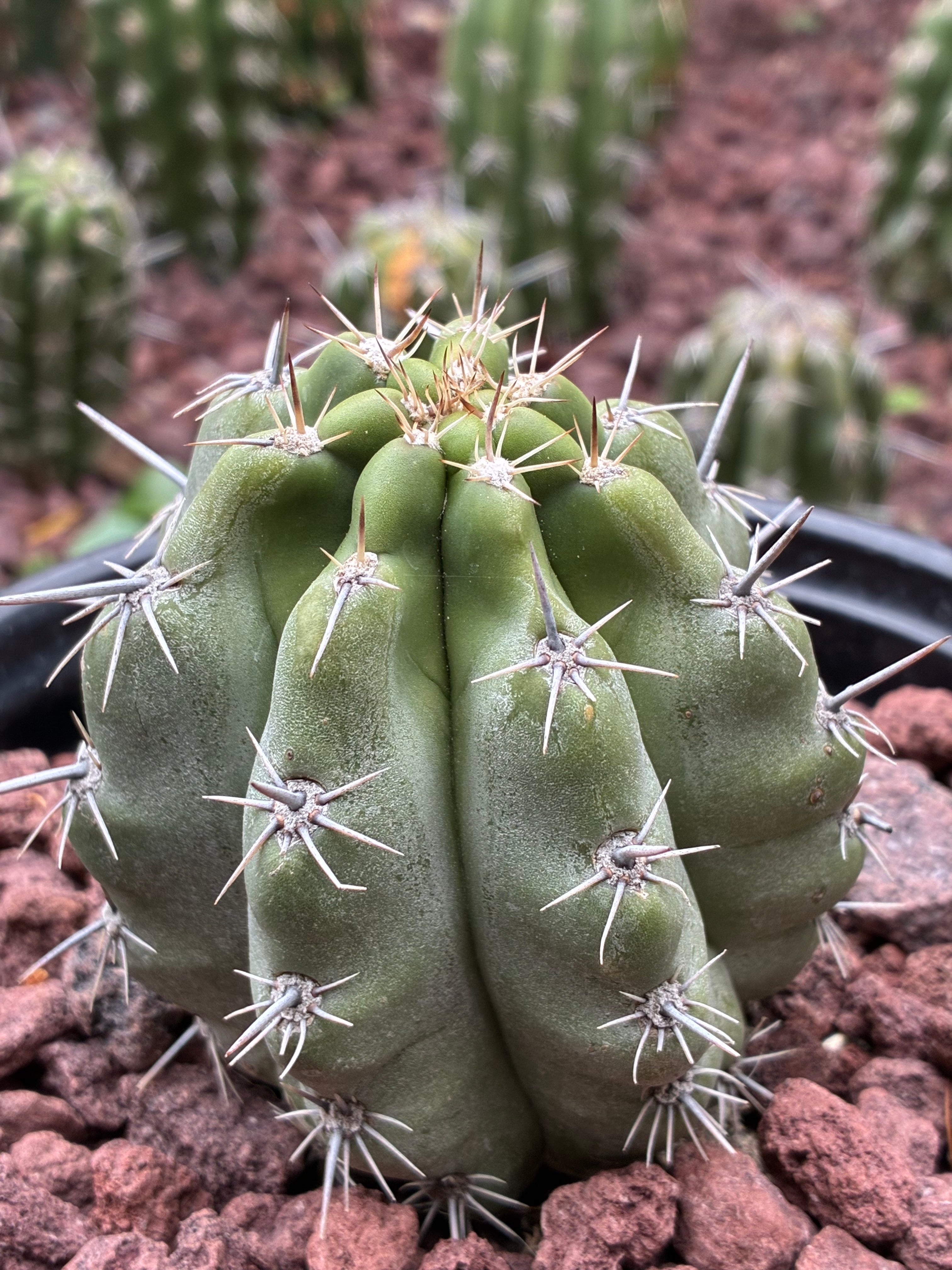 Stenocereus Stellatus (Pink)