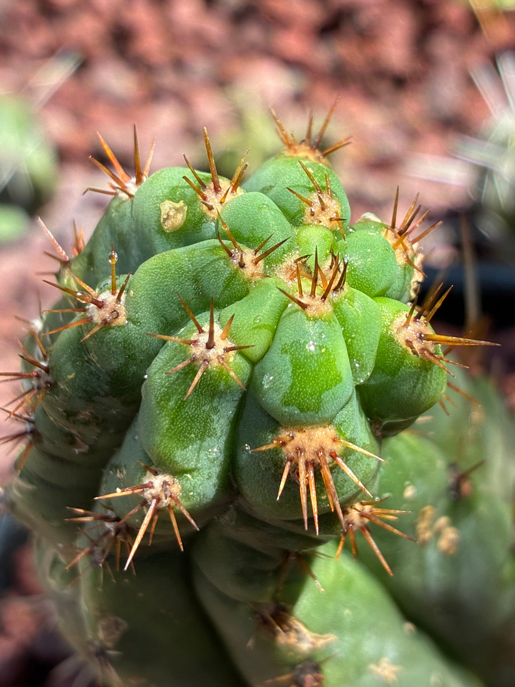 Trichocereus Peruvianus