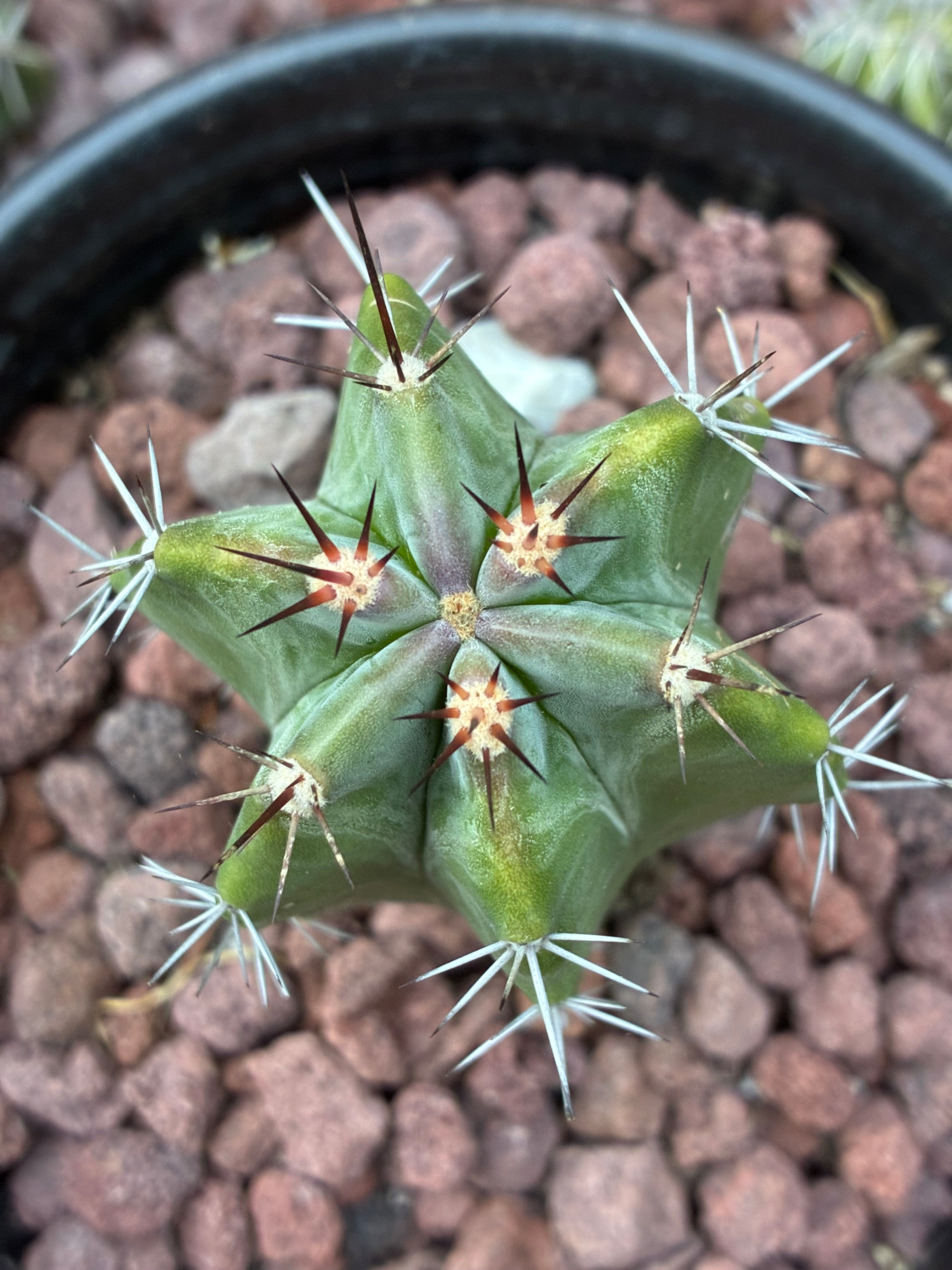 Stenocereus Huastecorum