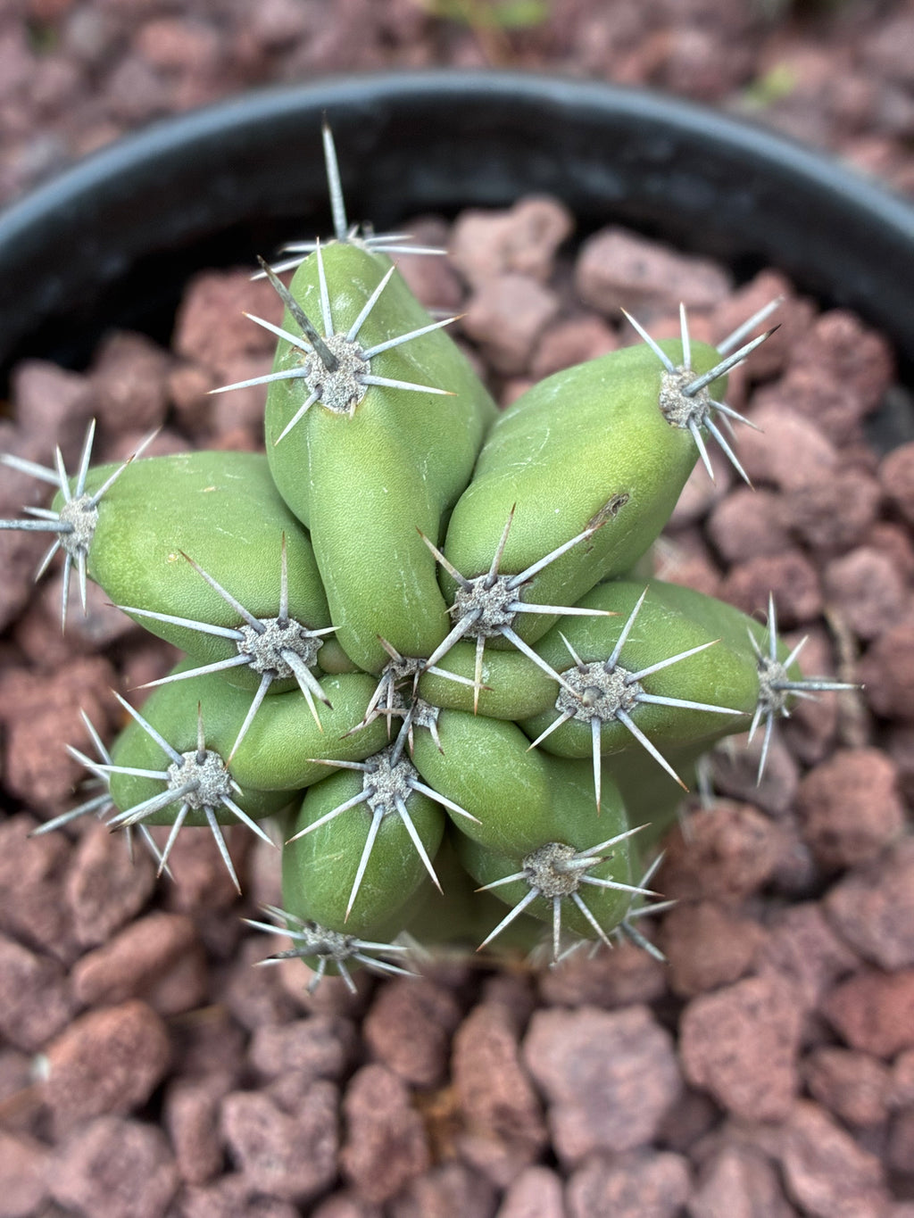 Stenocereus Stellatus (Pink)