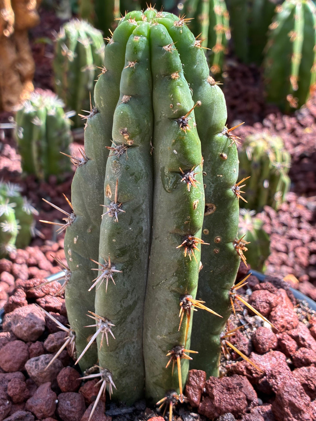 Trichocereus Peruvianus
