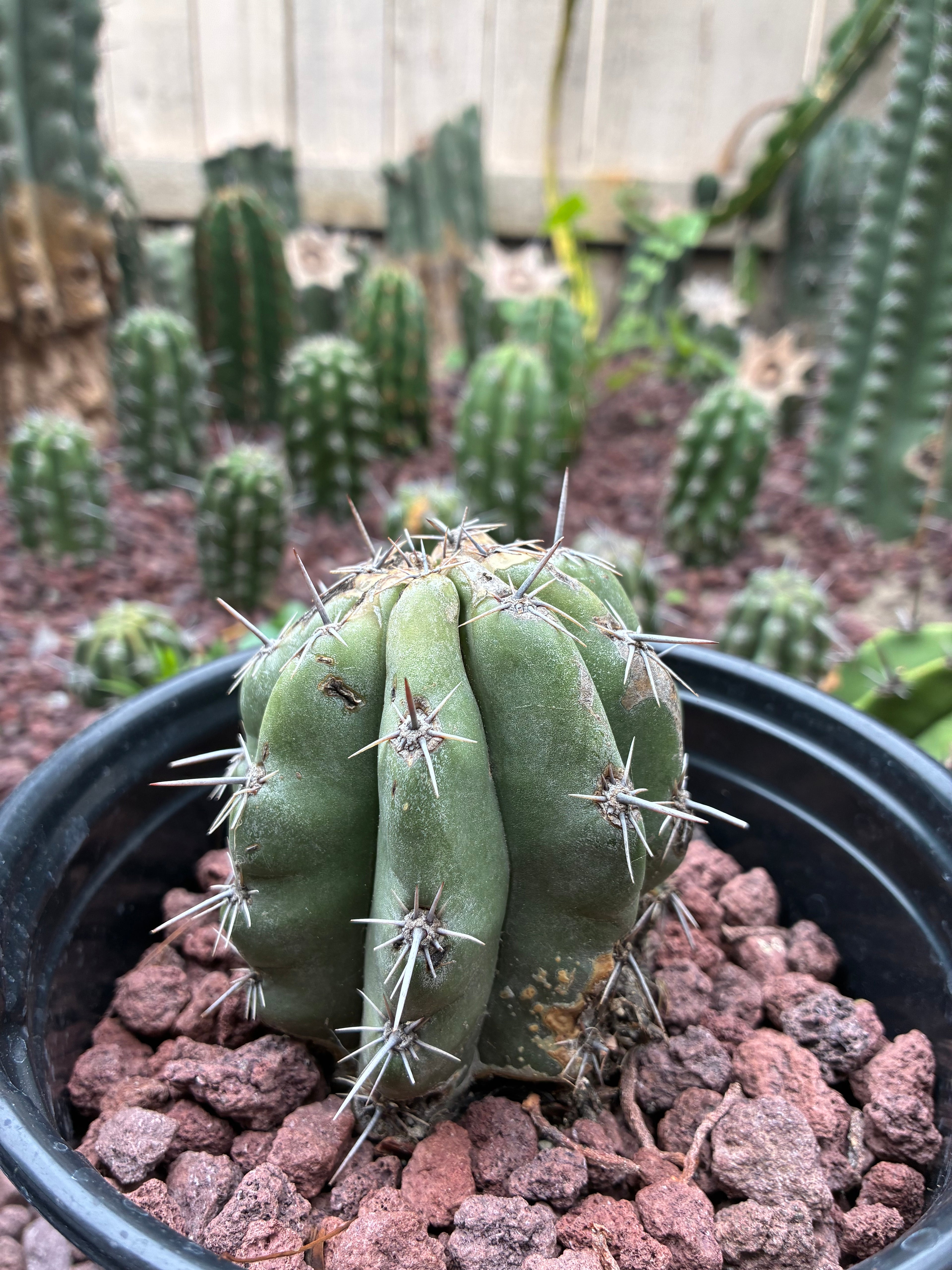 Stenocereus Stellatus (Pink)