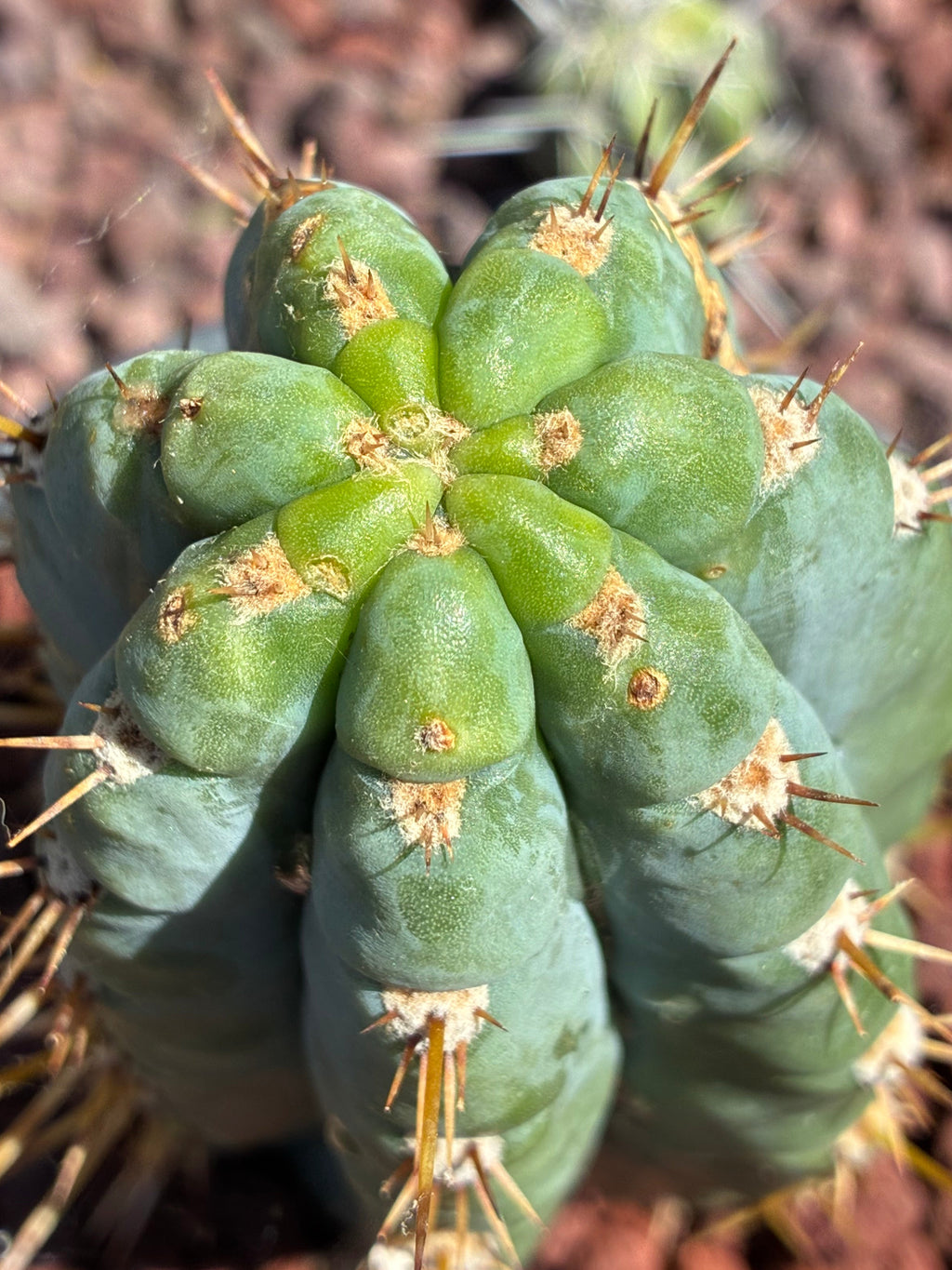 Trichocereus Peruvianus