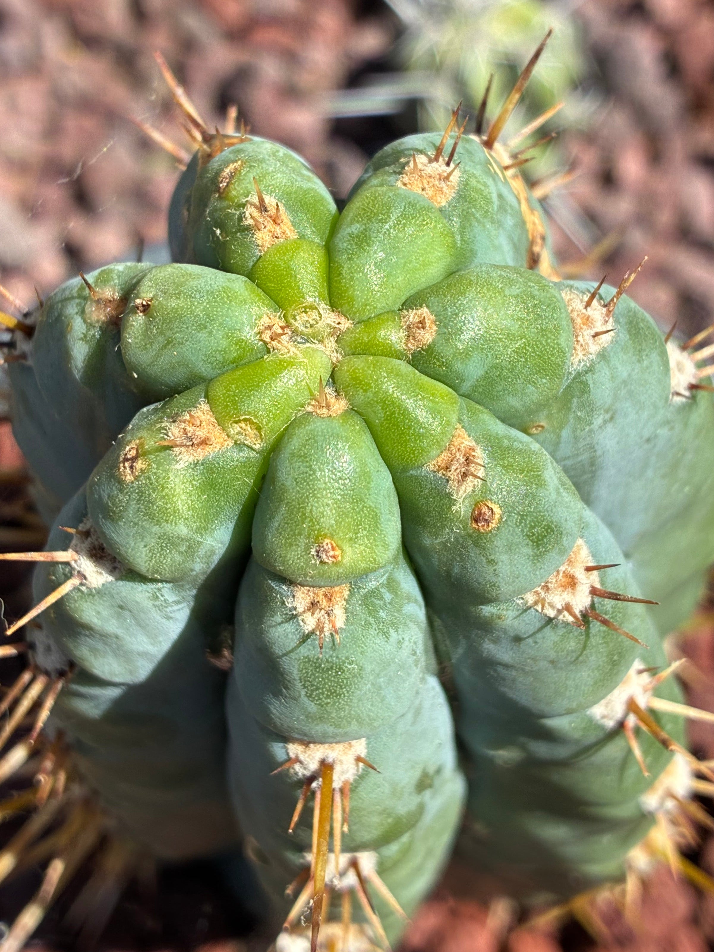 Trichocereus Peruvianus
