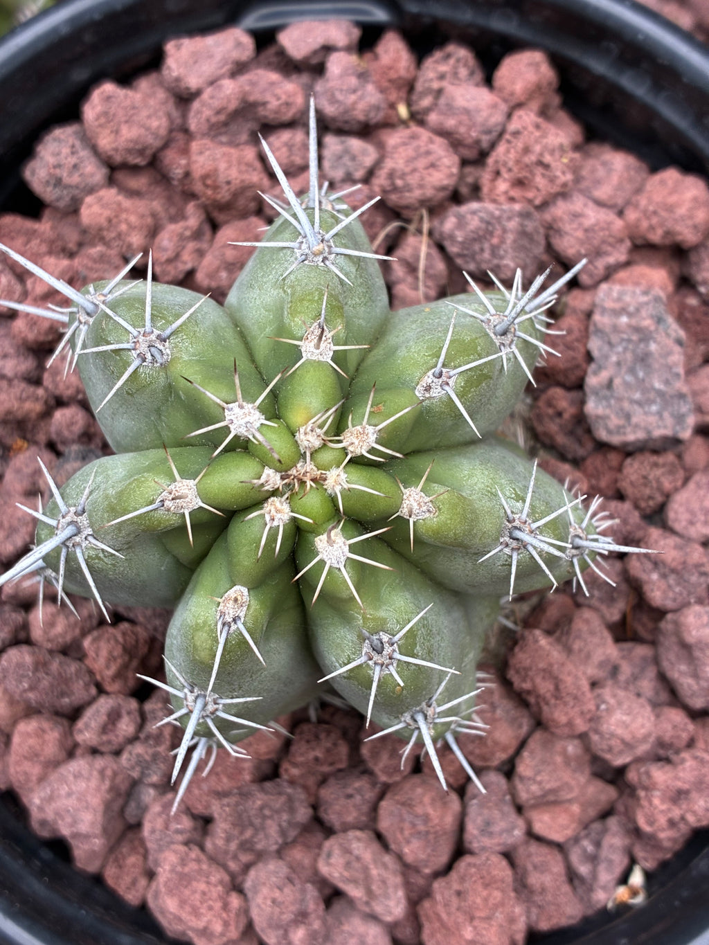 Stenocereus Stellatus (Pink)