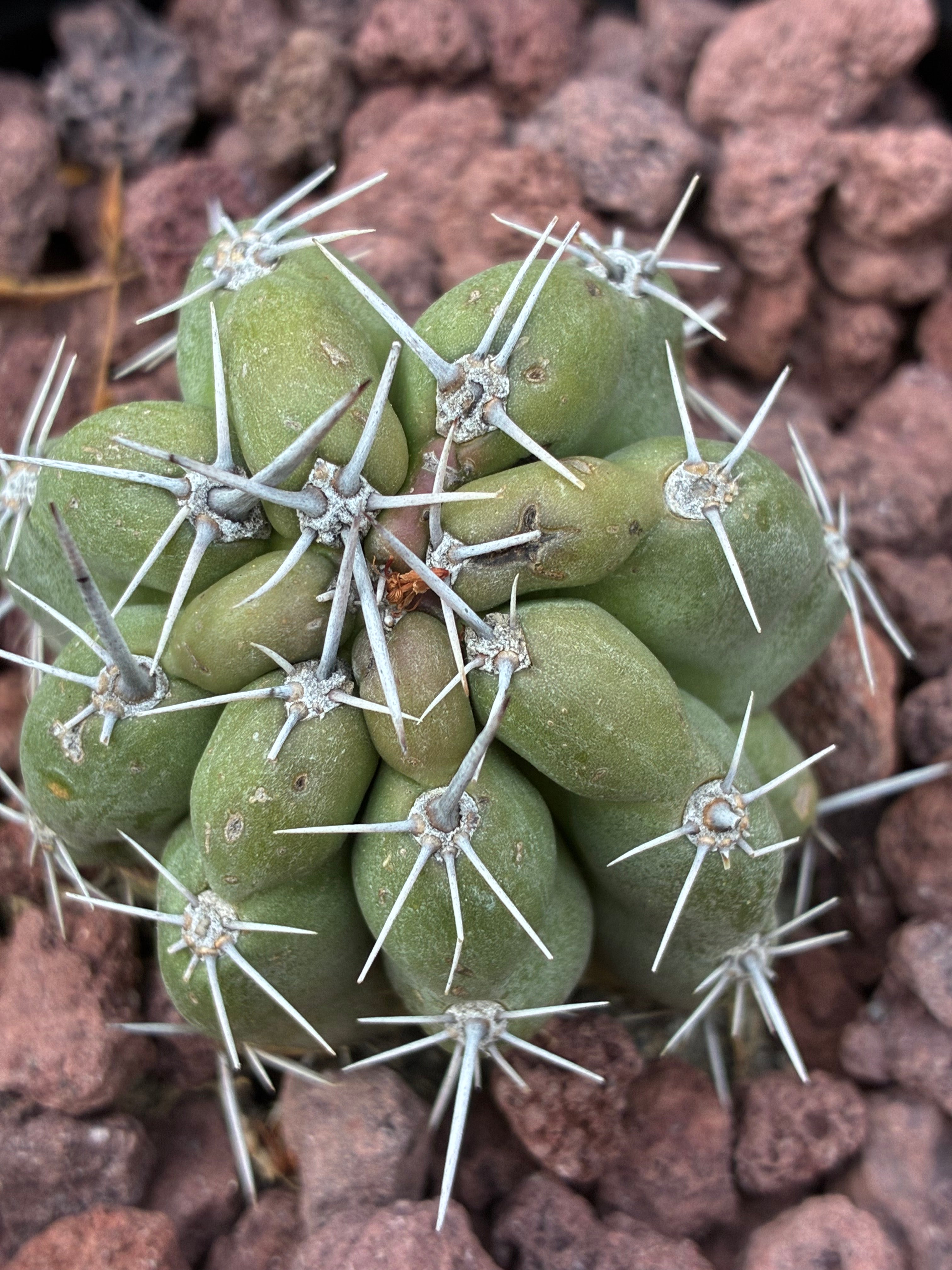 Stenocereus Stellatus (Pink)