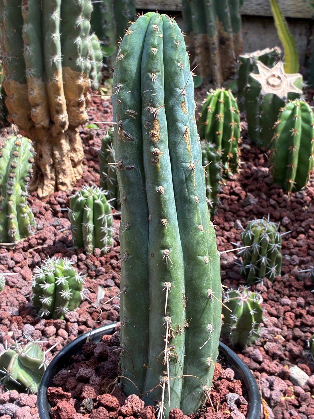 Trichocereus Peruvianus