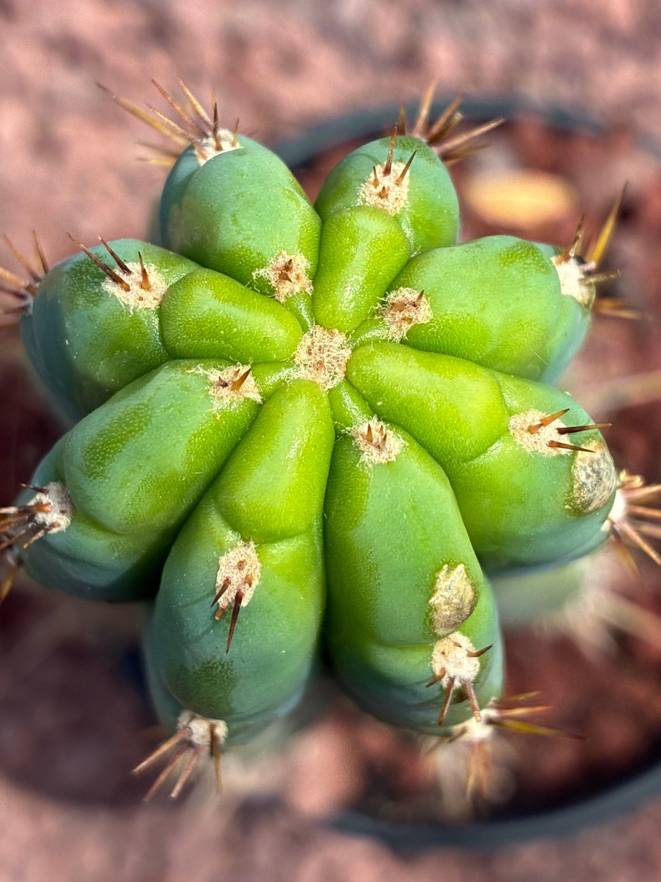 Trichocereus Peruvianus