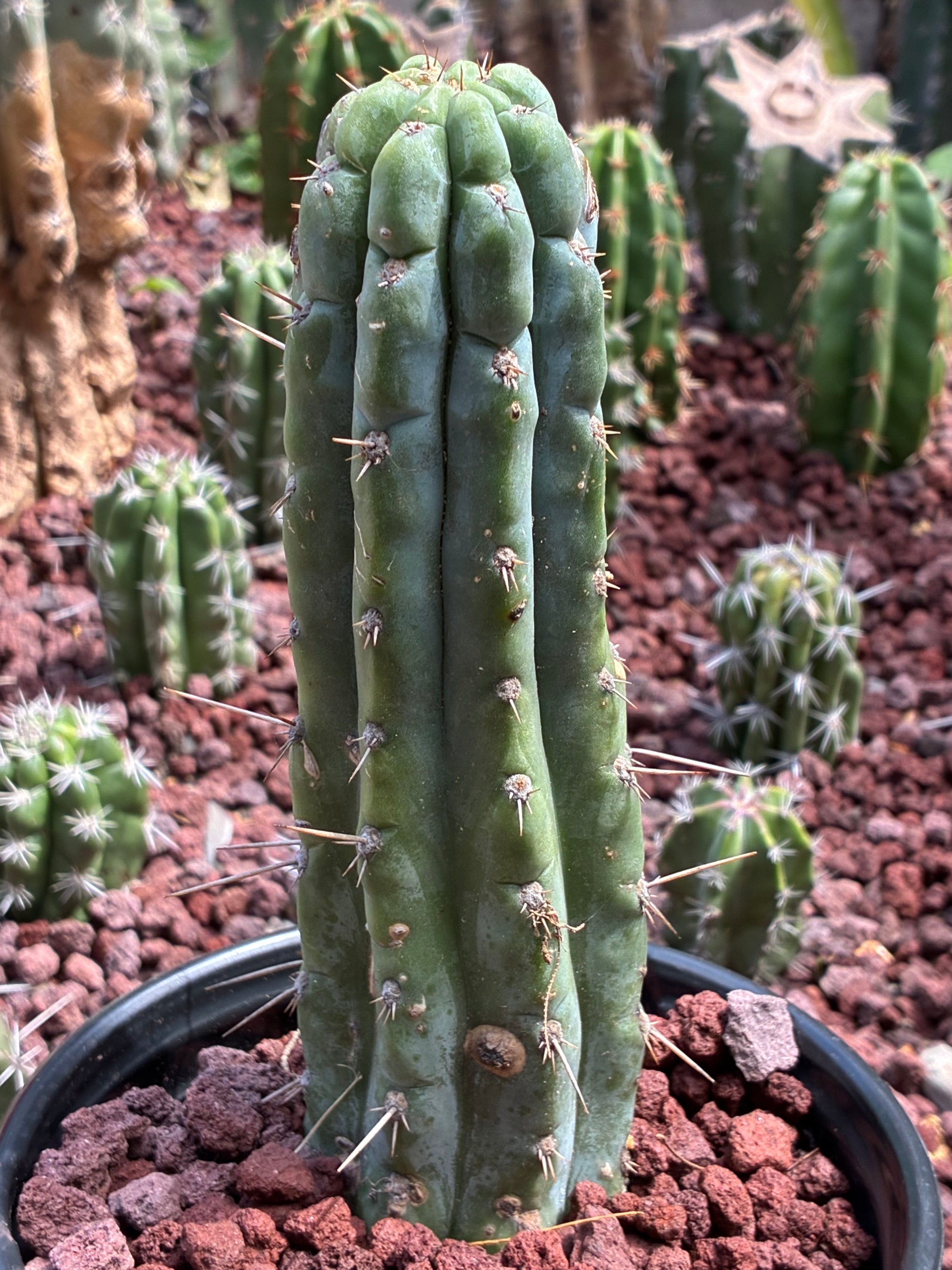 Trichocereus Peruvianus