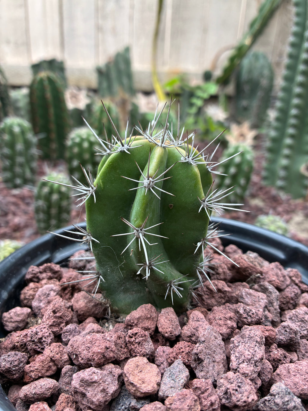 Stenocereus Griseus