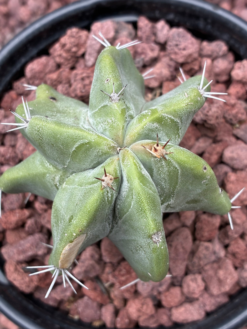Stenocereus Pruinosus