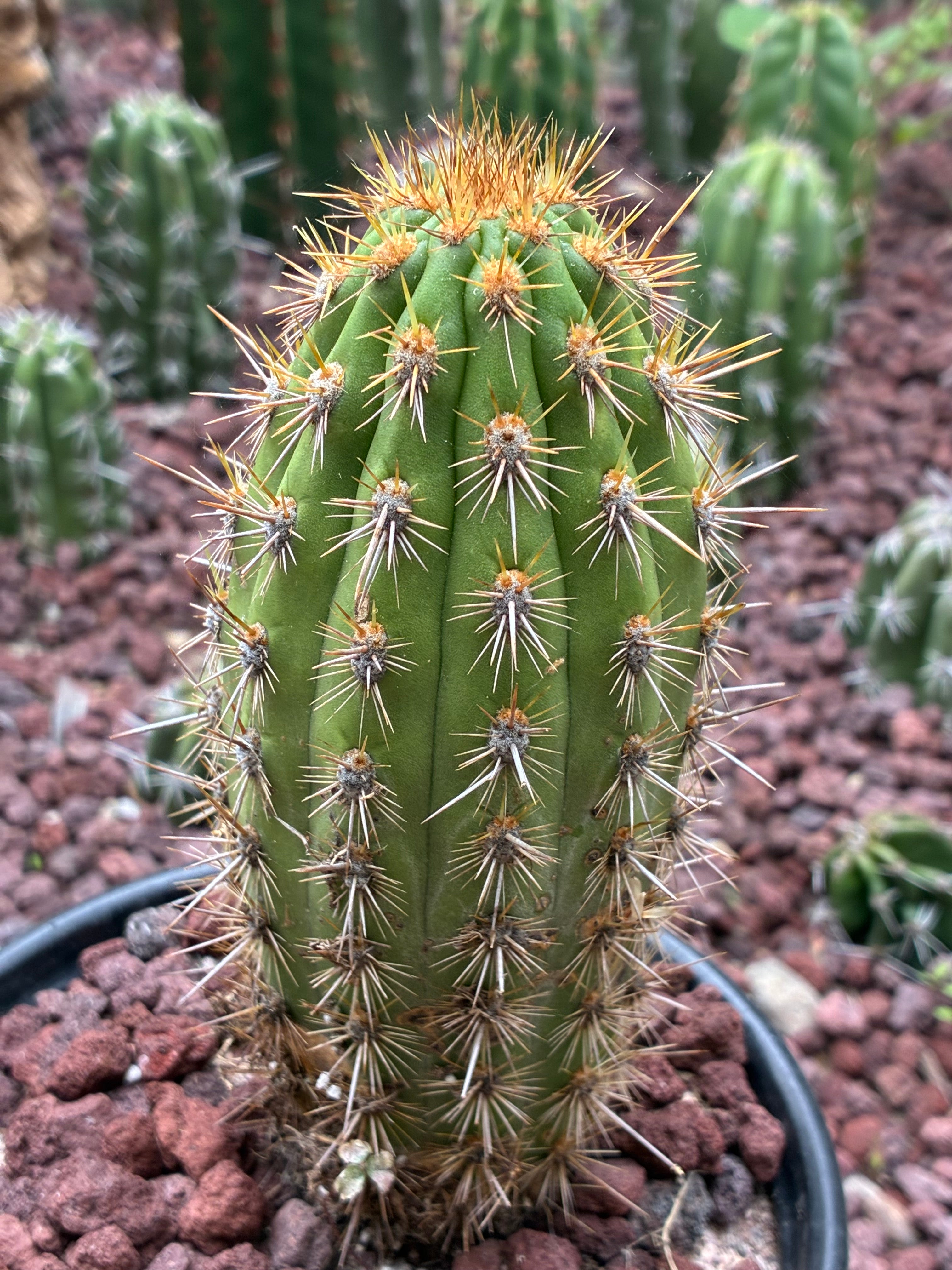 Haageocereus Acranthus
