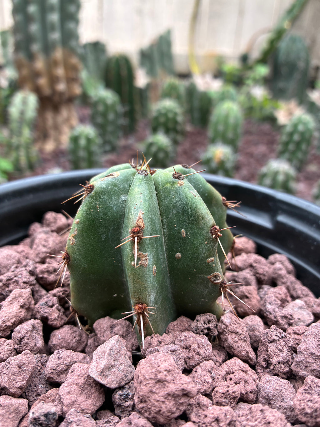 Stenocereus Queretaroensis