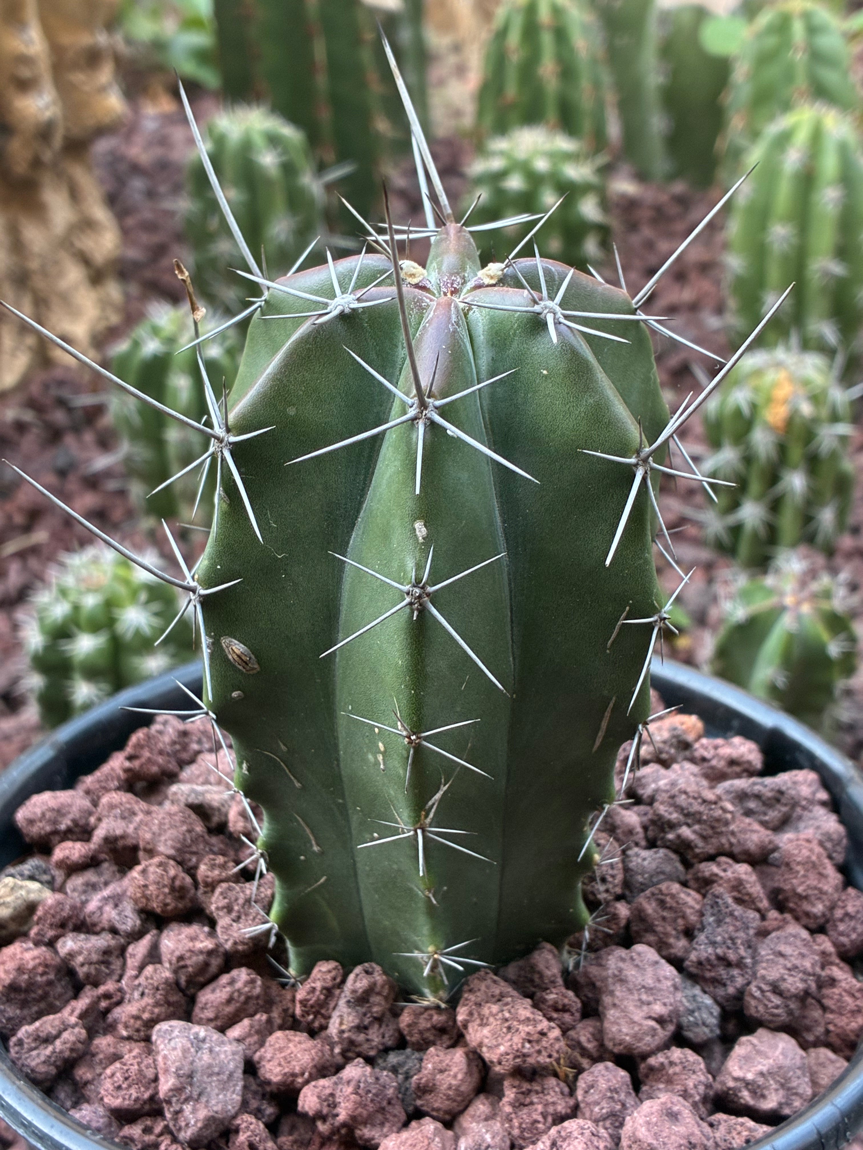 Stenocereus Griseus
