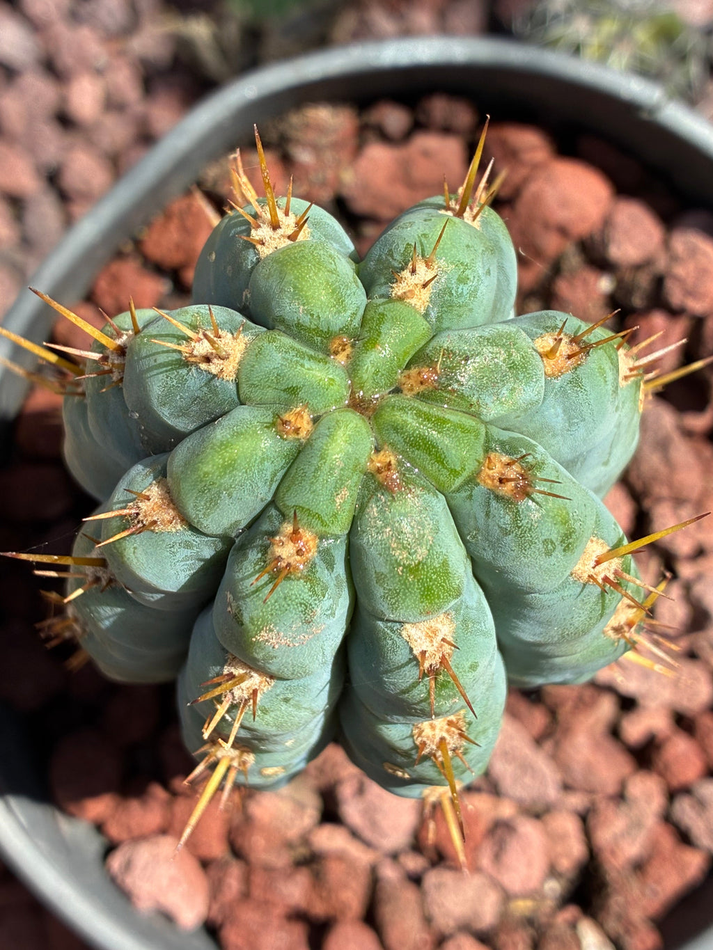 Trichocereus Peruvianus