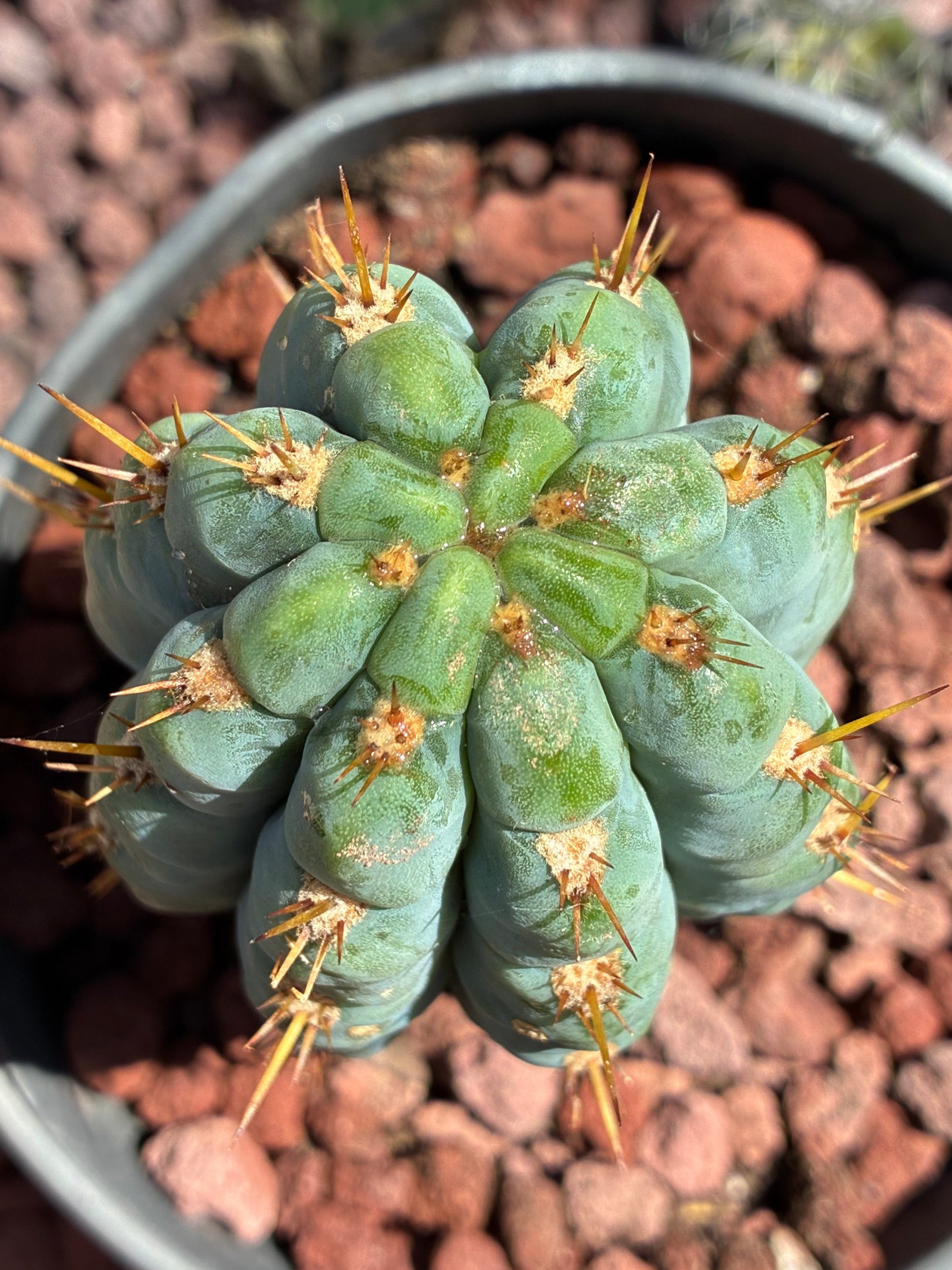 Trichocereus Peruvianus