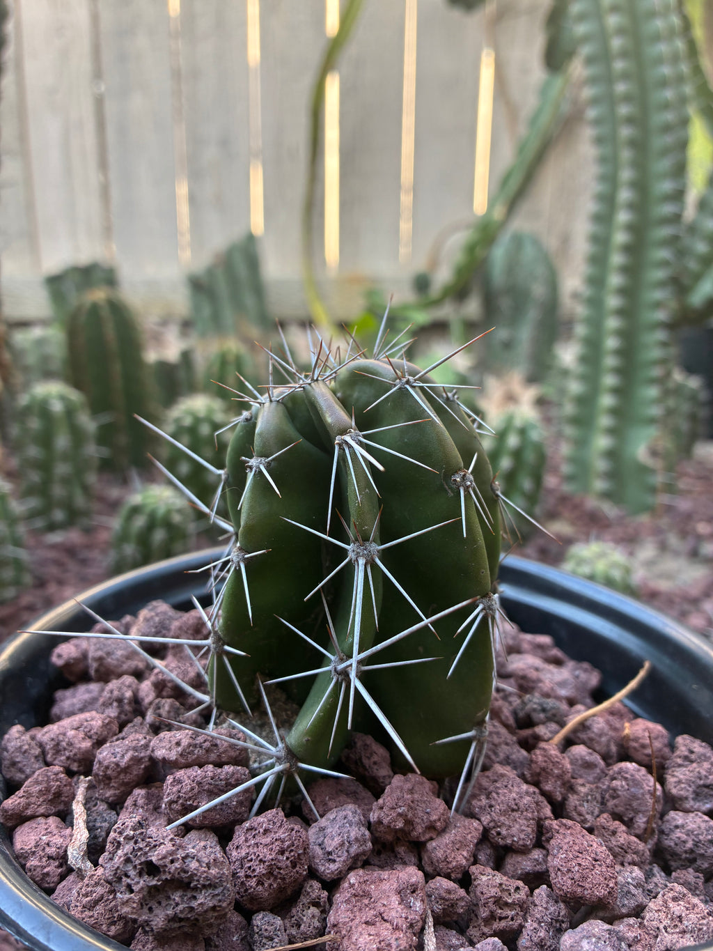 Stenocereus Griseus