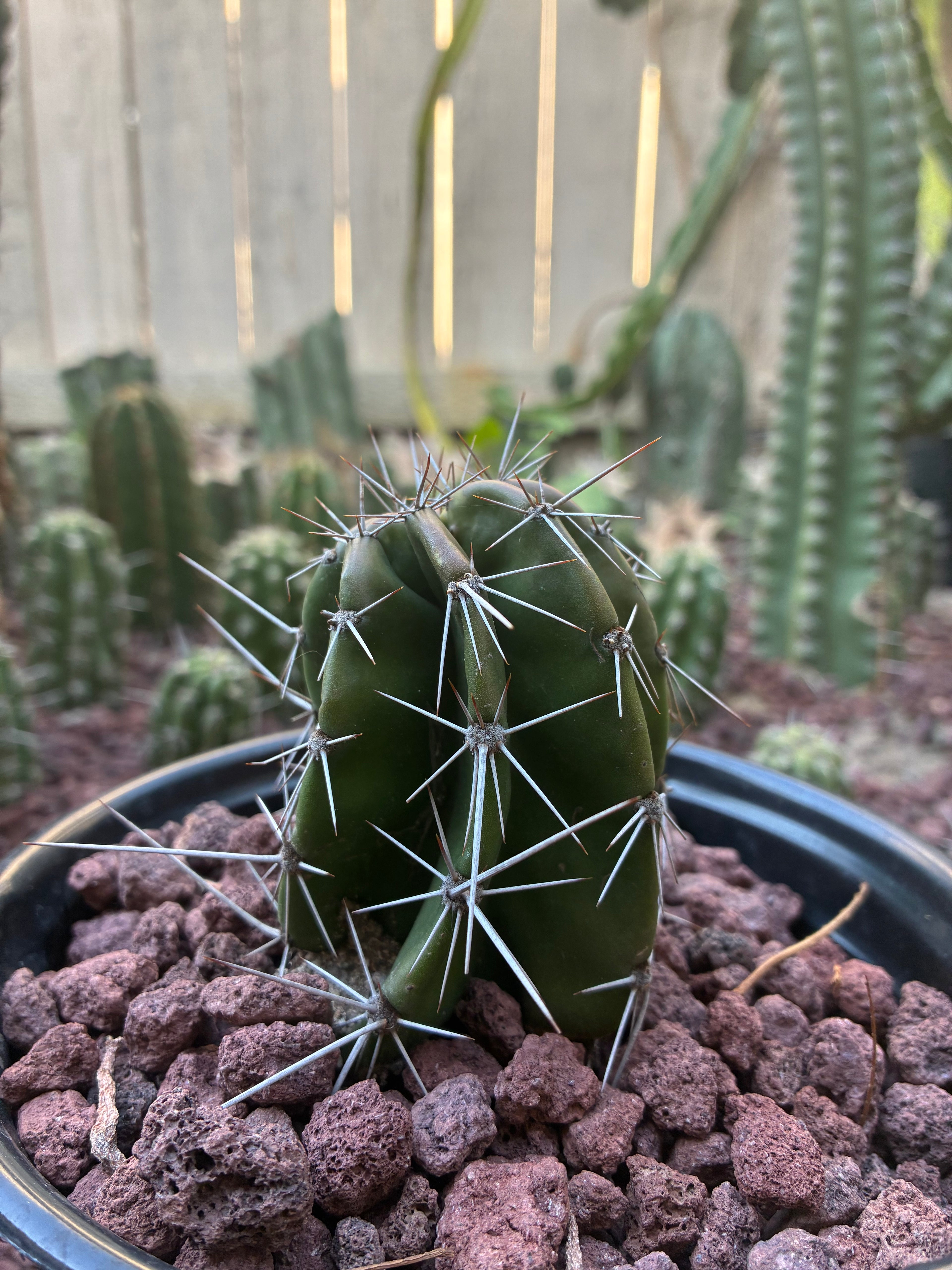Stenocereus Griseus