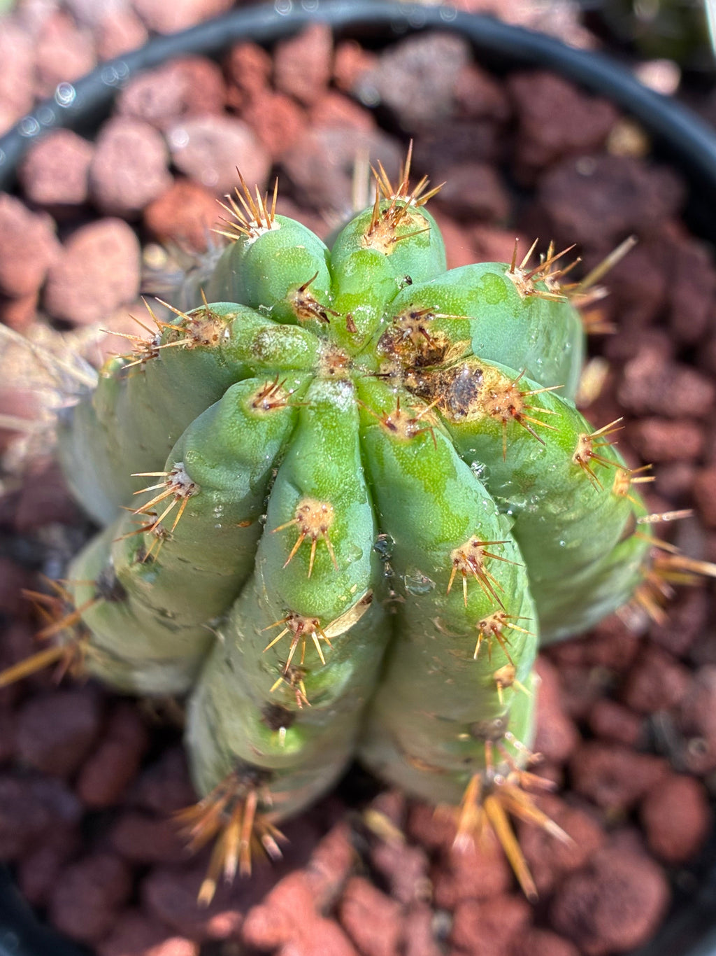 Trichocereus Peruvianus