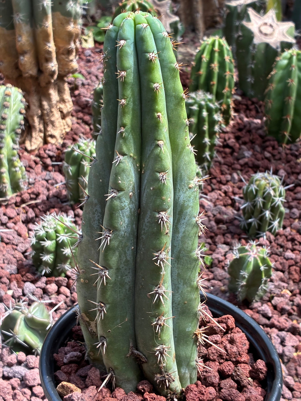 Trichocereus Peruvianus