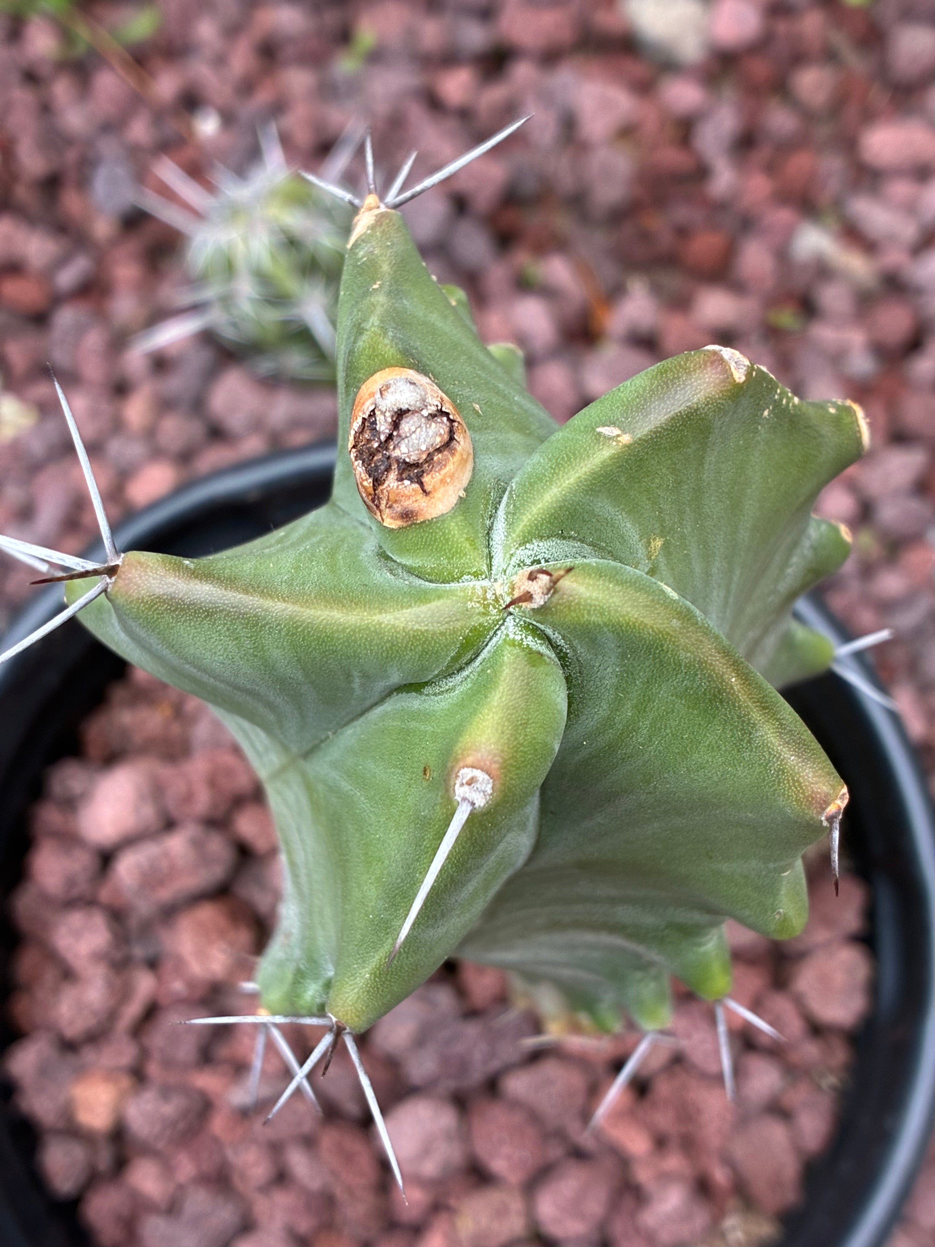 Stenocereus Ghost Pruinosus