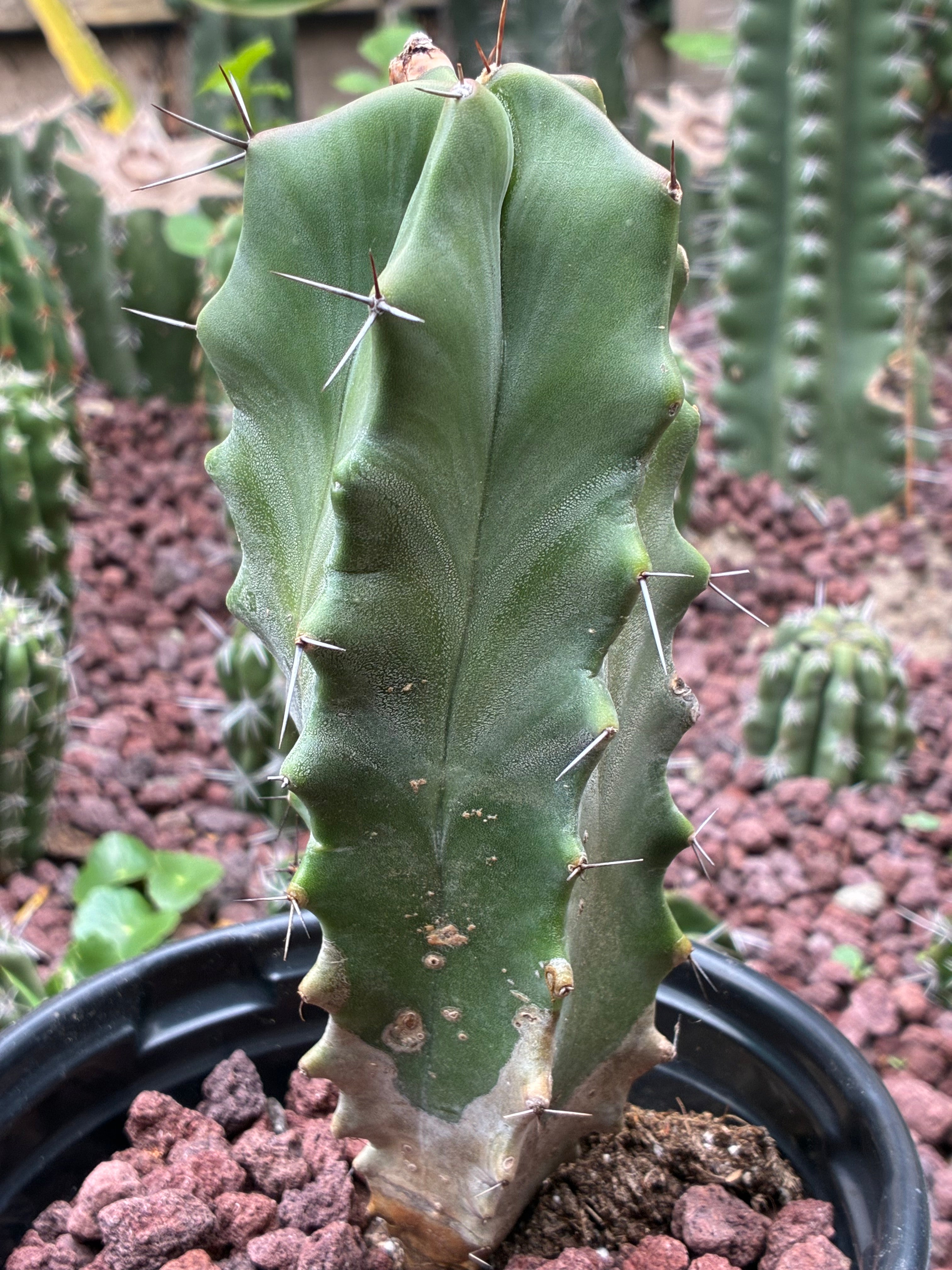 Stenocereus Ghost Pruinosus