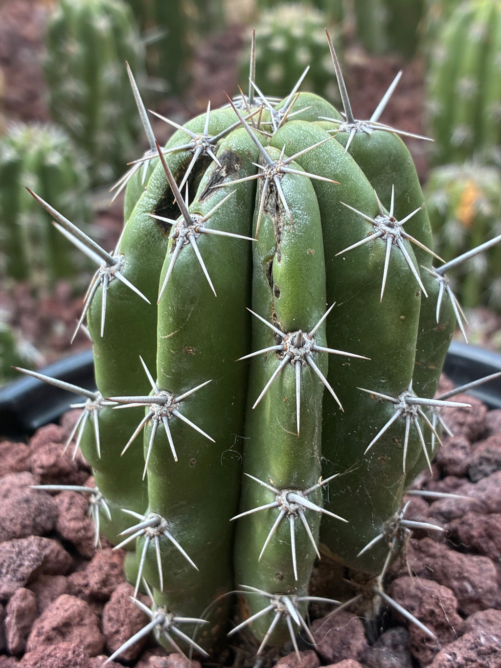 Stenocereus Stellatus (Pink)